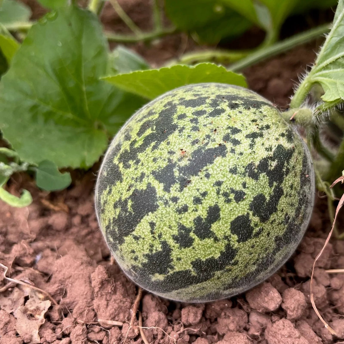 Queen Anne's Pocket Melon Seeds - Heirloom Cucumis melo Variety - 10 Seeds for Gardening and Planting