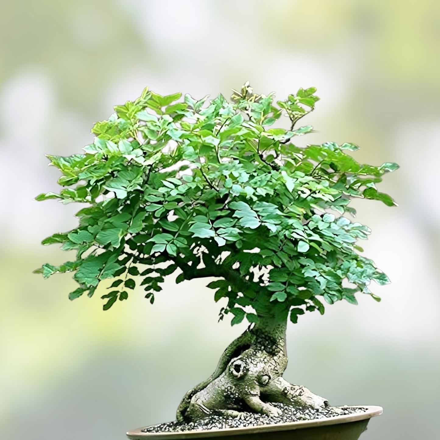 Flowering Bonsai Tree Seeds Bundle - 3 Varieties, Vibrant Colors, All Flowering, Indoor and Outdoor Gardening