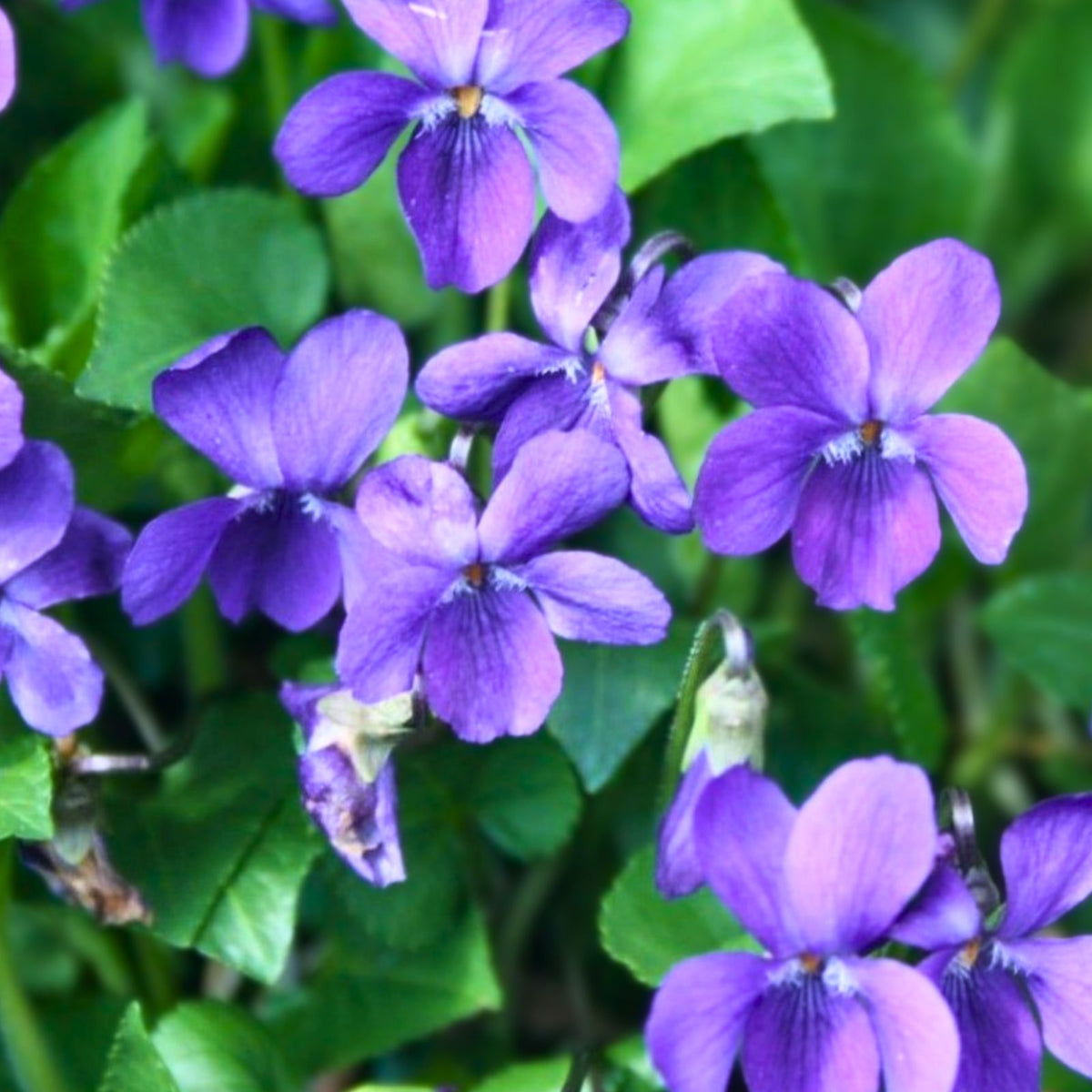 Purple Wild Violet Rhizomes 100+ Bareroot Organic Viola Odorata Edible Perennial Herbaceous Plant