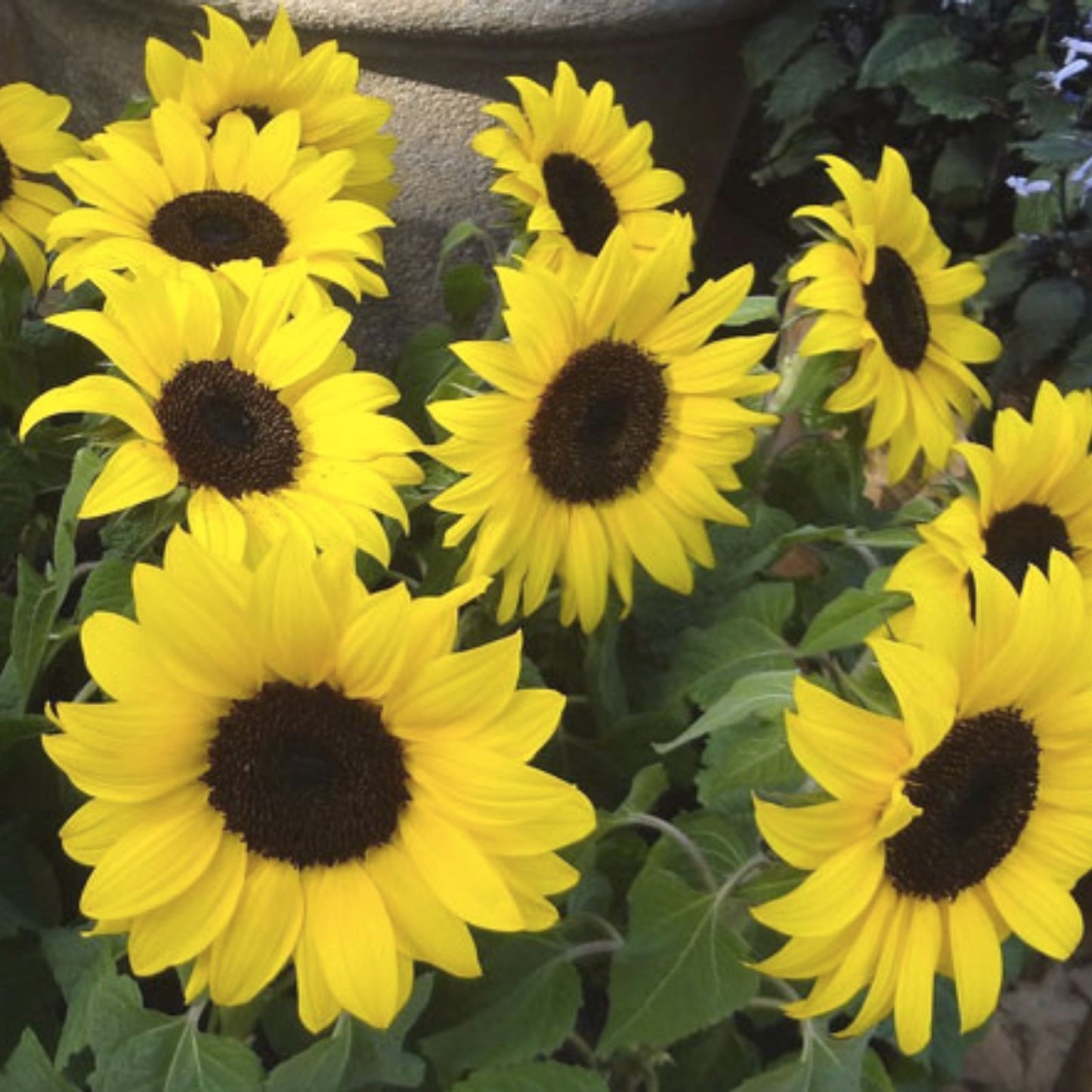 Lemon Queen Sunflower Seeds 100 Count for Planting Helianthus annuus Bright Yellow Flower Seeds
