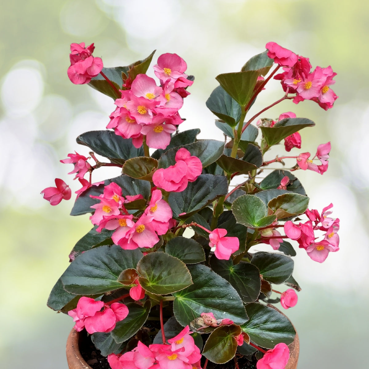 Large Wax Begonia Plant with Pink Blooms - Begonia cucullata - Glossy Foliage for Indoor & Outdoor Gardens
