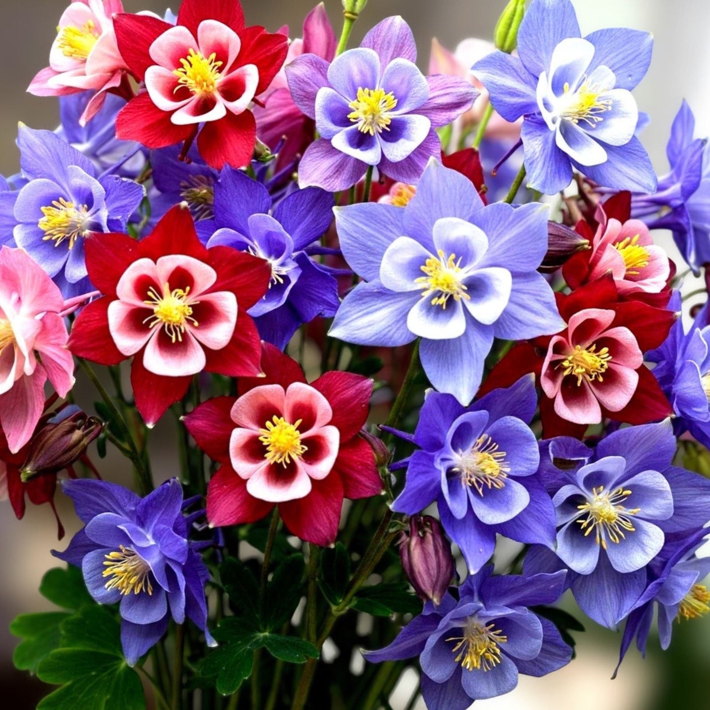 Multicolor Columbine Seeds 100 Pack - Non-GMO Aquilegia caerulea Glass McKana Hybrid Flower Seeds
