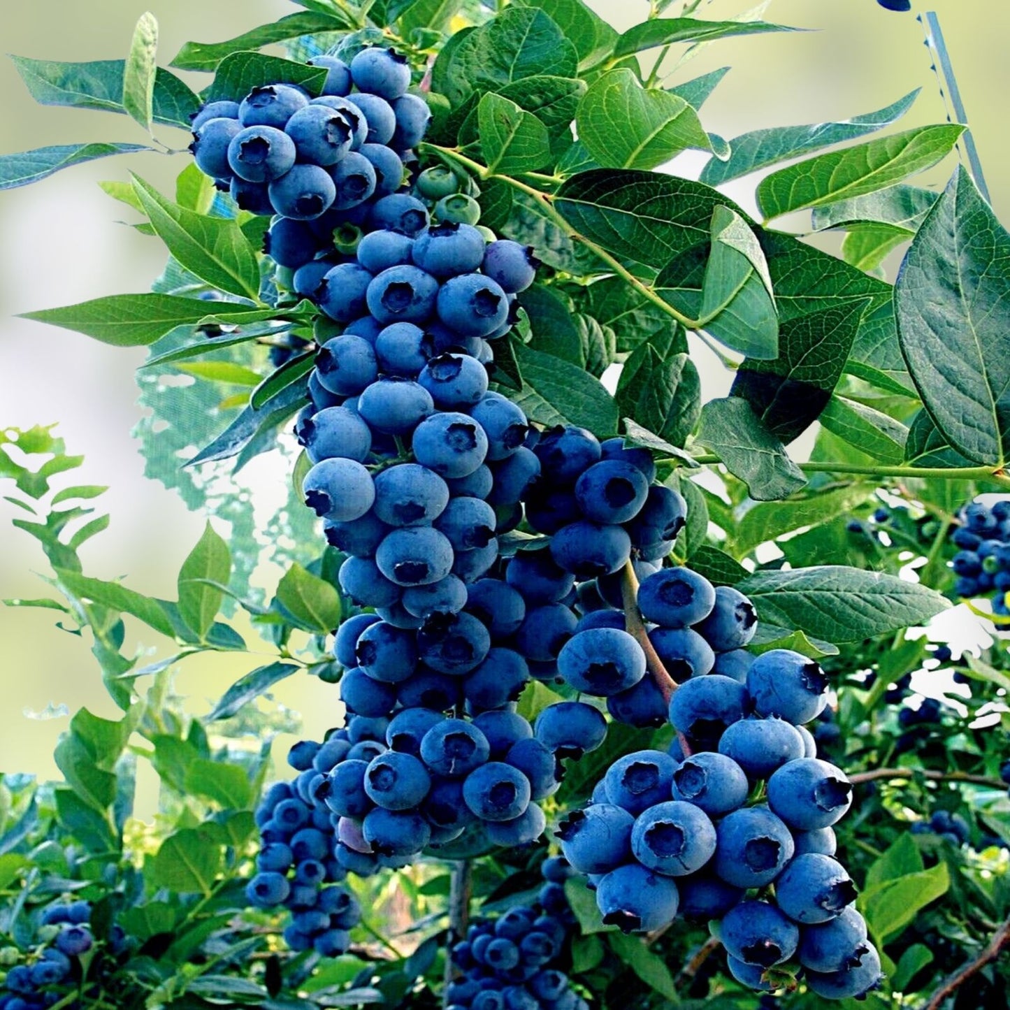Blueberry Bush Seeds 250+ Seeds Northern Blueberry Vaccinium corymbosum for Gardening and Planting