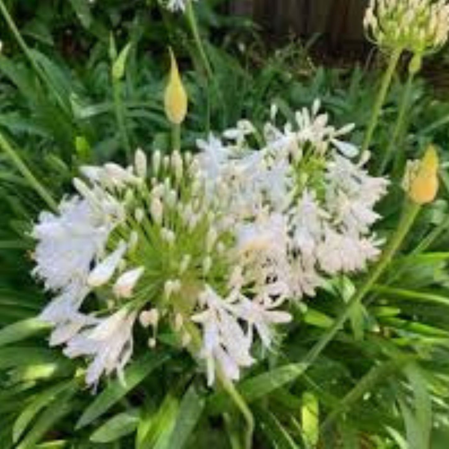 Agapanthus Live Plants Getty White Perennial Flowering Plants Ship No Pot Agapanthus africanus