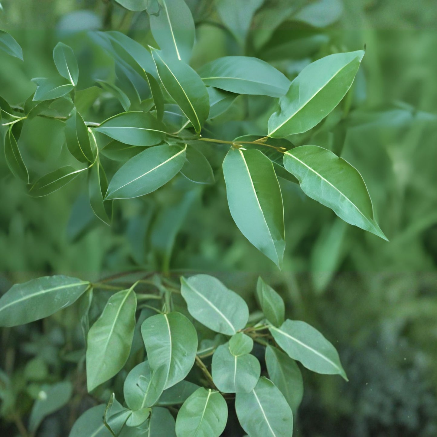 Bay Leaf Willow Cuttings – 2 Healthy Salix pentandra Propagation Plants for Indoor & Outdoor Gardening