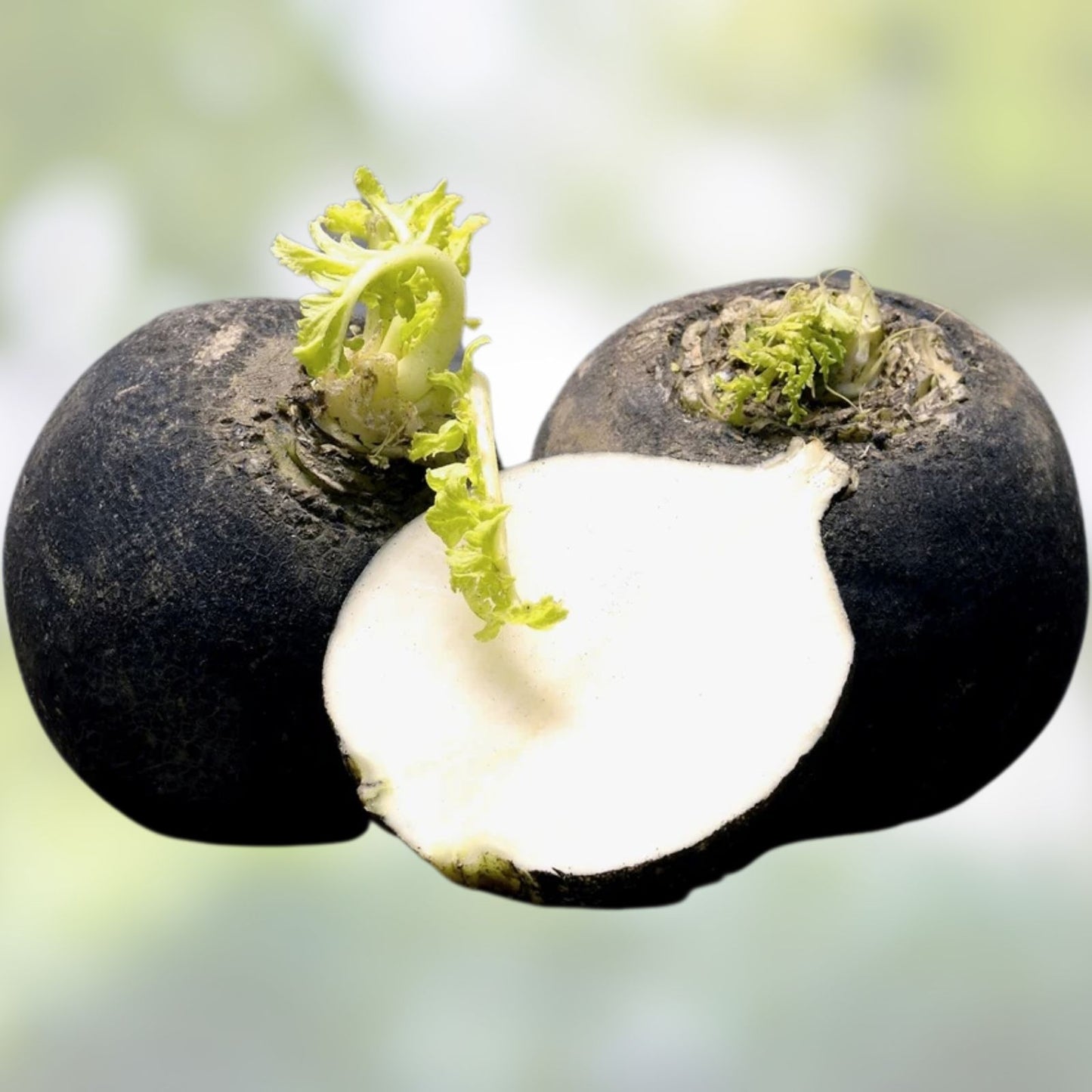 Black Radish Seeds - 250+ Rare Vegetable Seeds for Planting - Raphanus sativus - Organic, Heirloom, Gourmet Root Vegetable