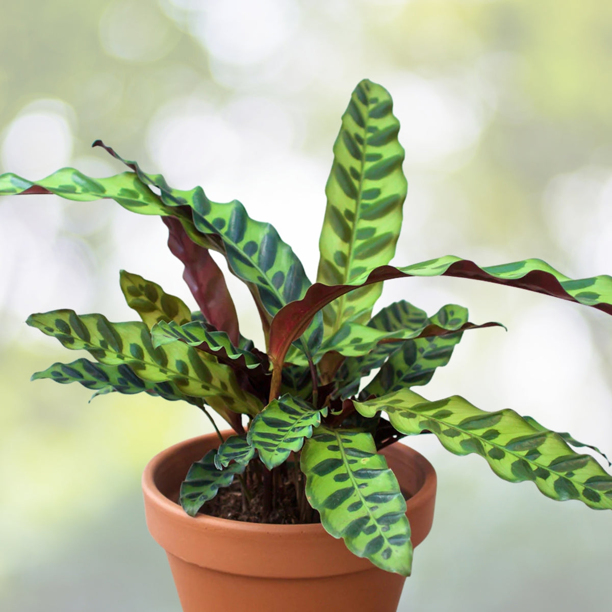 Calathea Rattlesnake Plant 6in Pot - Indoor Houseplant for Home Decor (Calathea lancifolia)