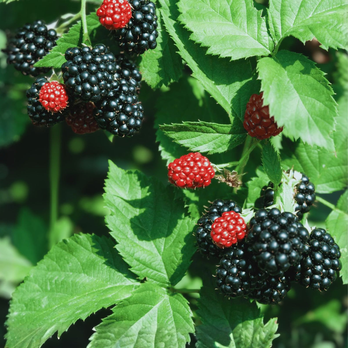 Black Hawk Raspberry Plant - 1-2 Yr Old Hardy Fruit - Rubus occidentalis - Self-Pollinating, Cold Hardy, High Yield