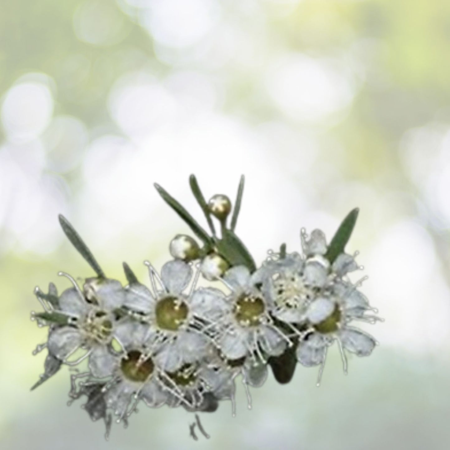 White Kanuka Tea Tree Seeds - 100+ Seeds - Kunzea ericoides - Free Shipping