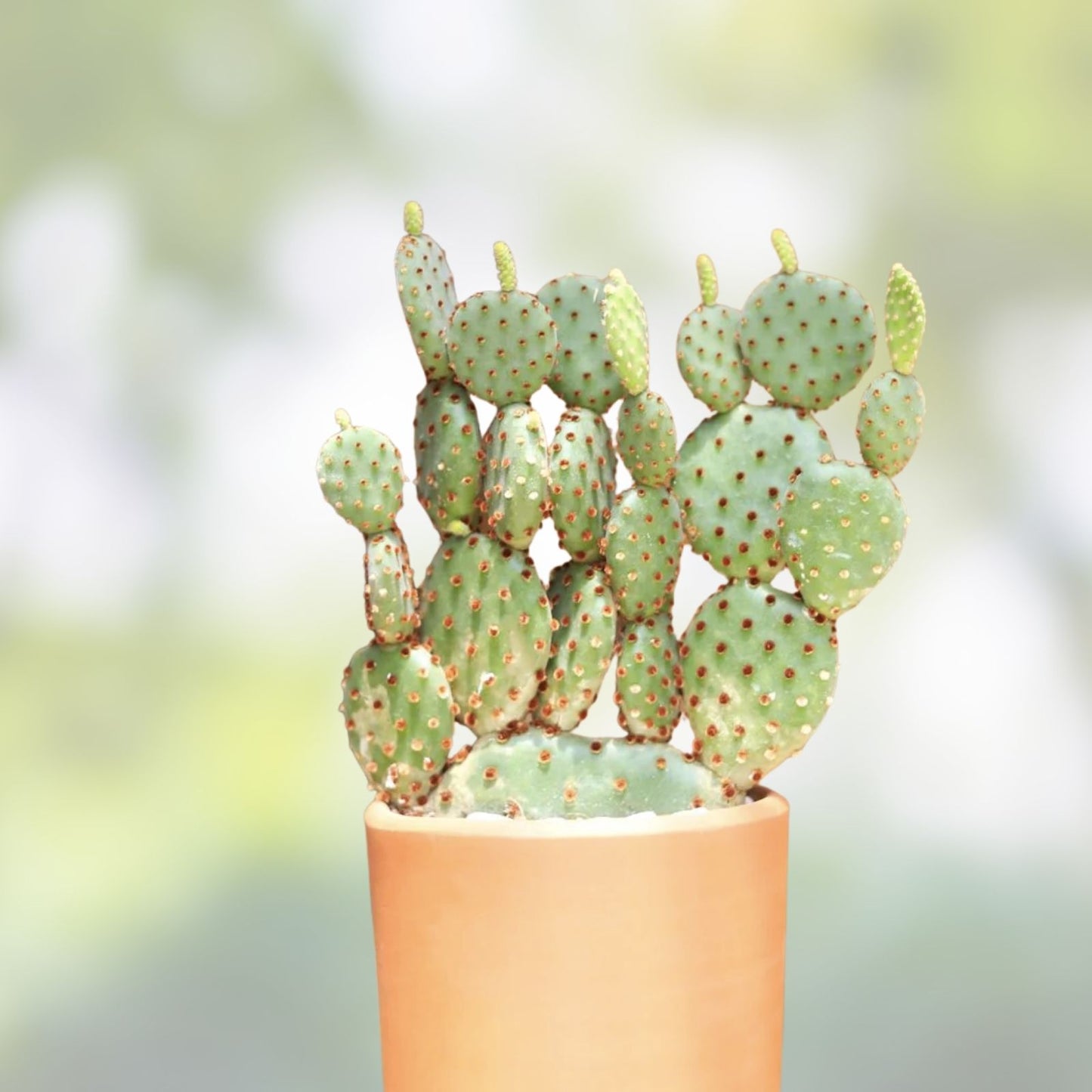 Opuntia Hybrid Cartwheel Prickly Pear Cactus 7" Tall – Unique Succulent Plant for Indoor Garden, Home Decor, Drought Tolerant, Easy Care