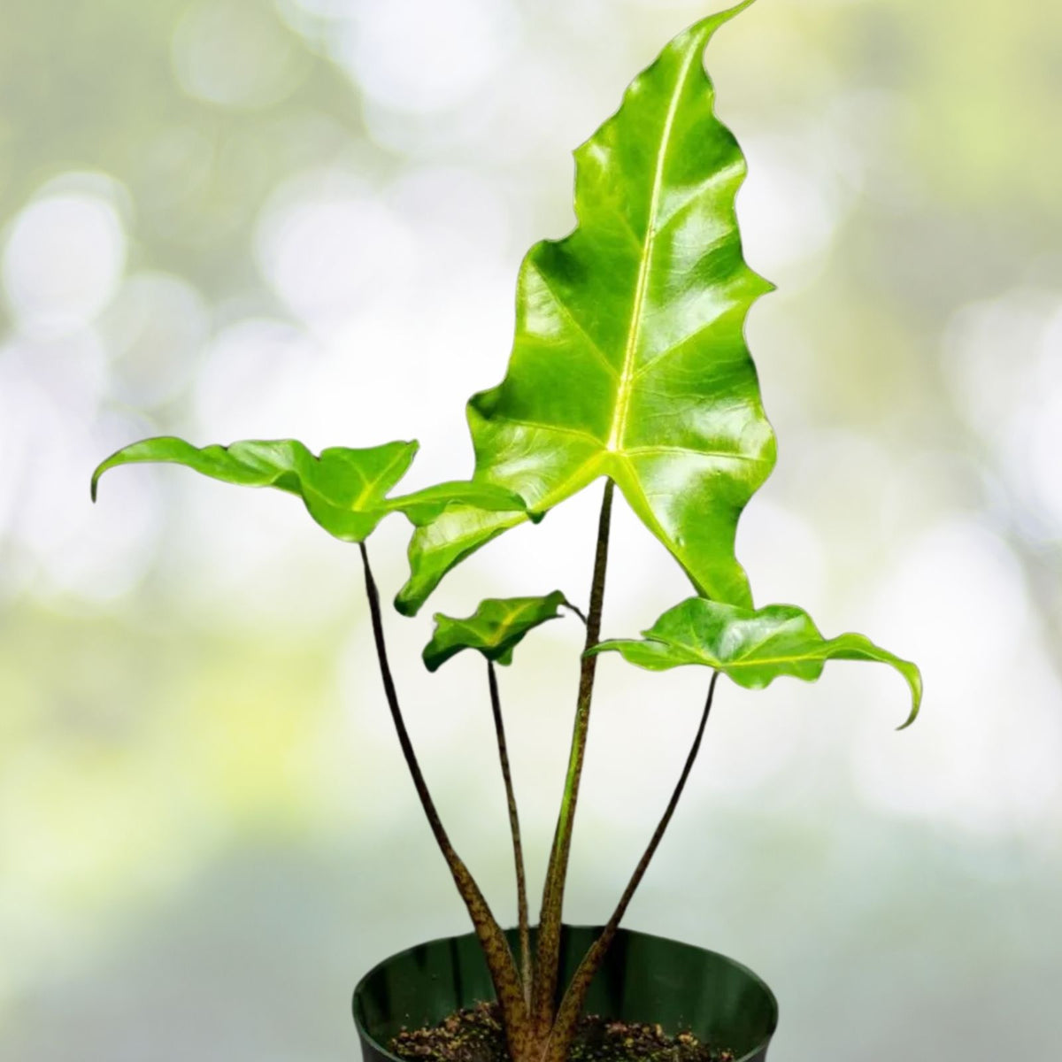 Alocasia 'Golden Dragon' Plant in 6" Pot, Tropical Houseplant, Indoor Ornamental, Alocasia spp.