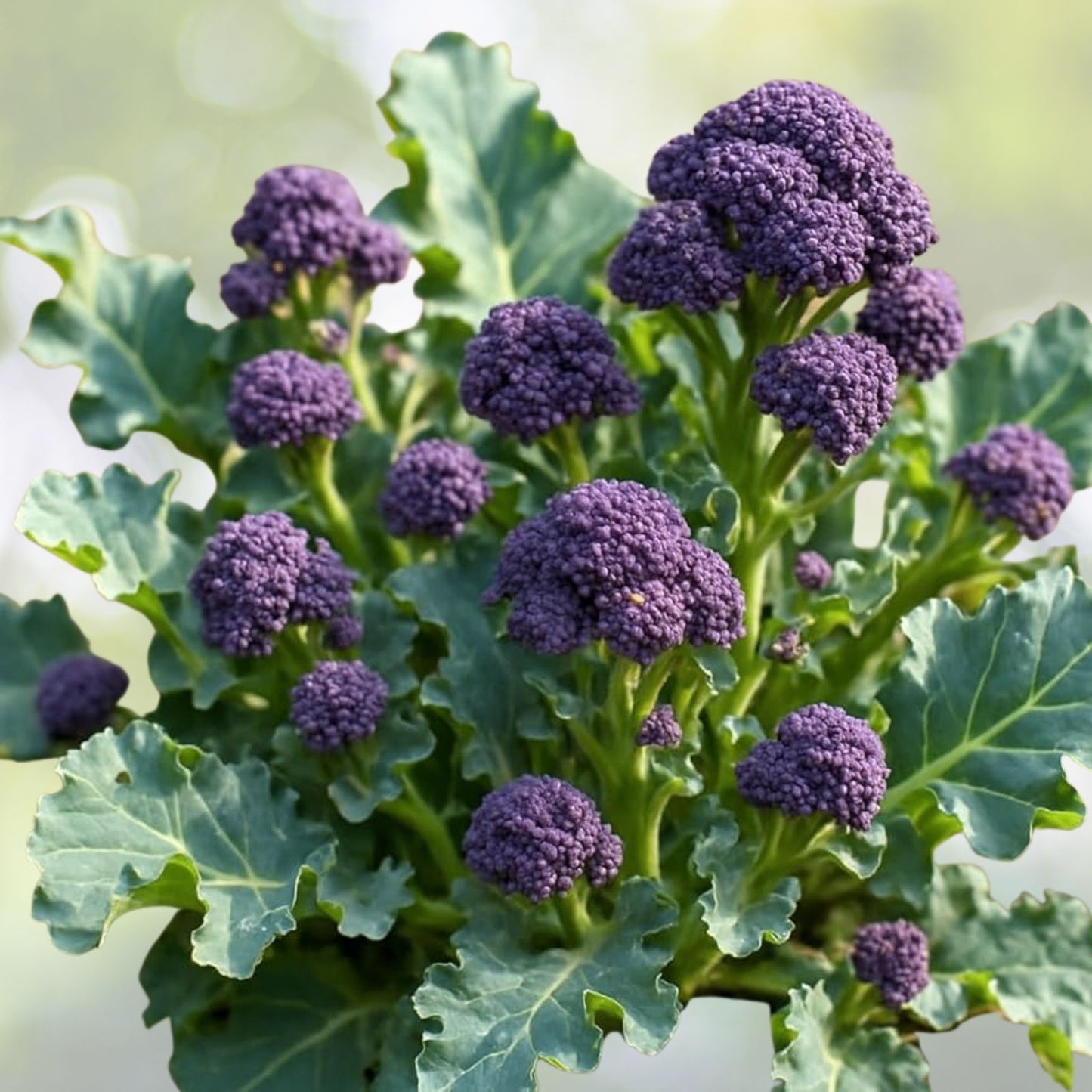 Purple Broccoli Seeds - 200+ Burgundy Sprouting - Cold Hardy Vegetable Seeds - Brassica oleracea