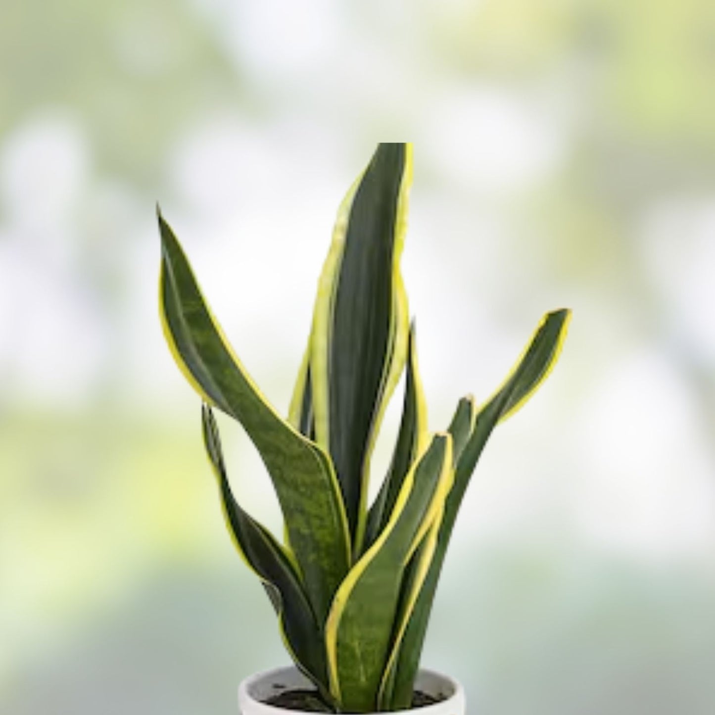 Fernwood Snake Plant Cuttings - 3 Unrooted Clippings for Indoor Gardening - Sansevieria trifasciata Varieties