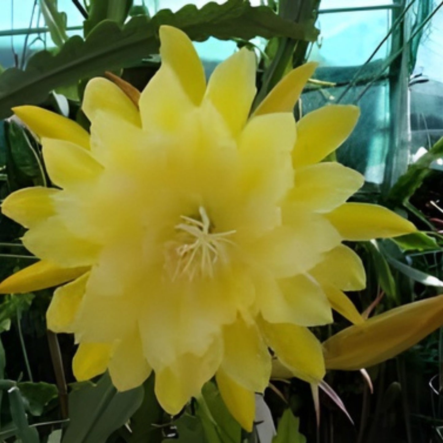 Epiphyllum Cuttings 8-10 Inches French Gold Unrooted Epiphyllum oxypetalum Succulent Plant