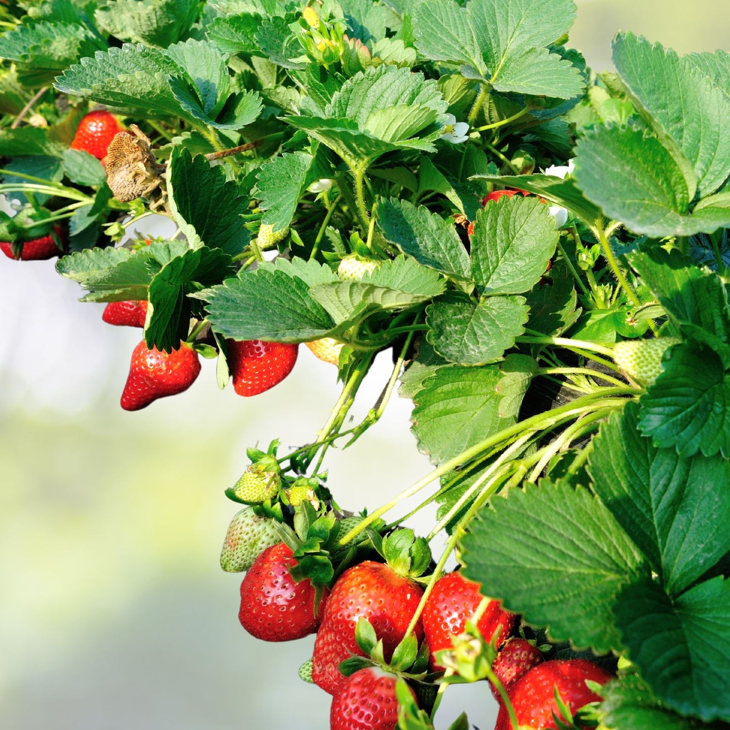 Extra Large Sweet Strawberry Plants - 5 Roots + 1 Free - Fragaria × ananassa
