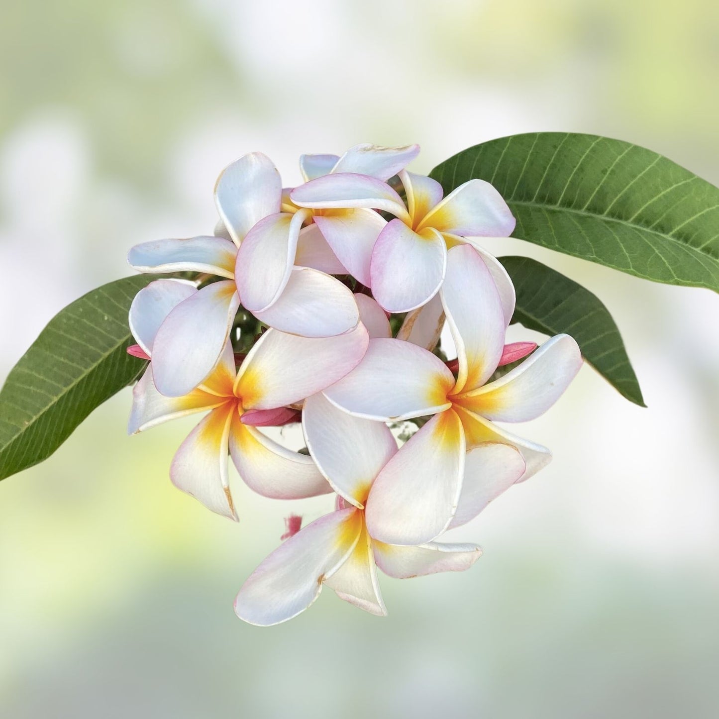 Rooted Plumeria Cutting - Maui Breeze - 17" with 2 Small Tips - Plumeria rubra - Tropical Fragrant Flowering Plant