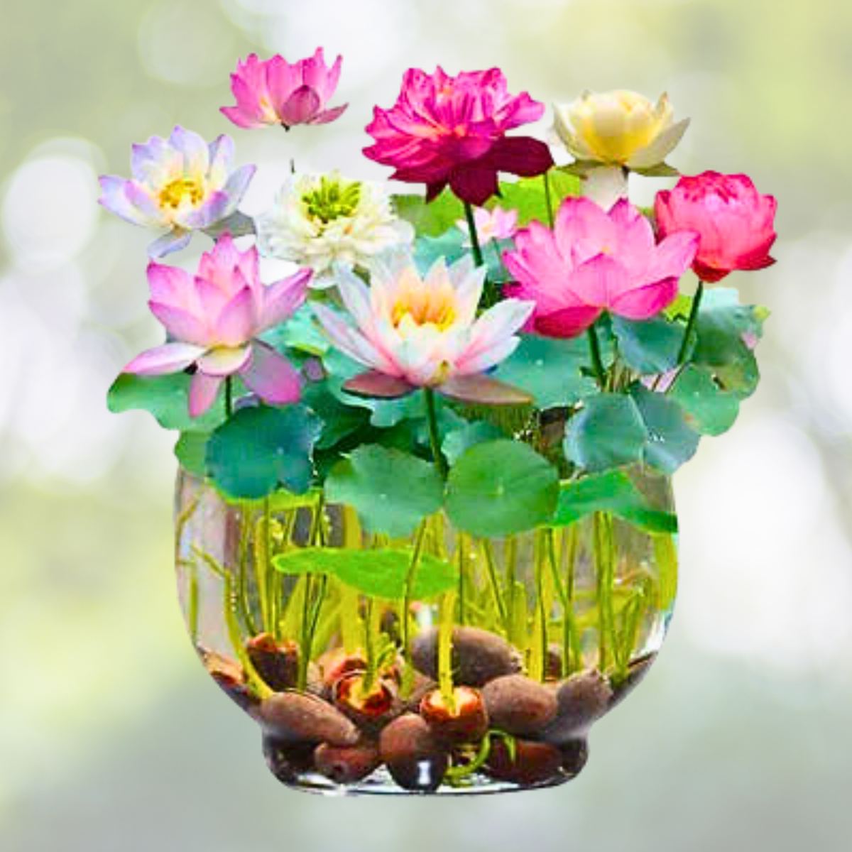 Germinated Lotus Seeds 10pcs Mixed Color Bonsai Bowl Lotus Nelumbo nucifera
