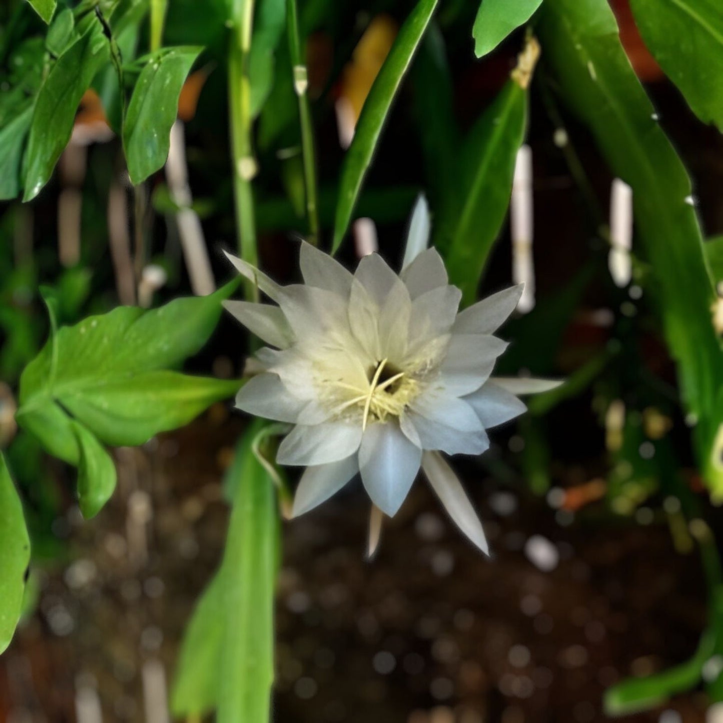 Epiphyllum Cuttings 8-10 Inches Long, Hookeri & Blooming Night Varieties, Fragrant, Succulent Plant Propagation