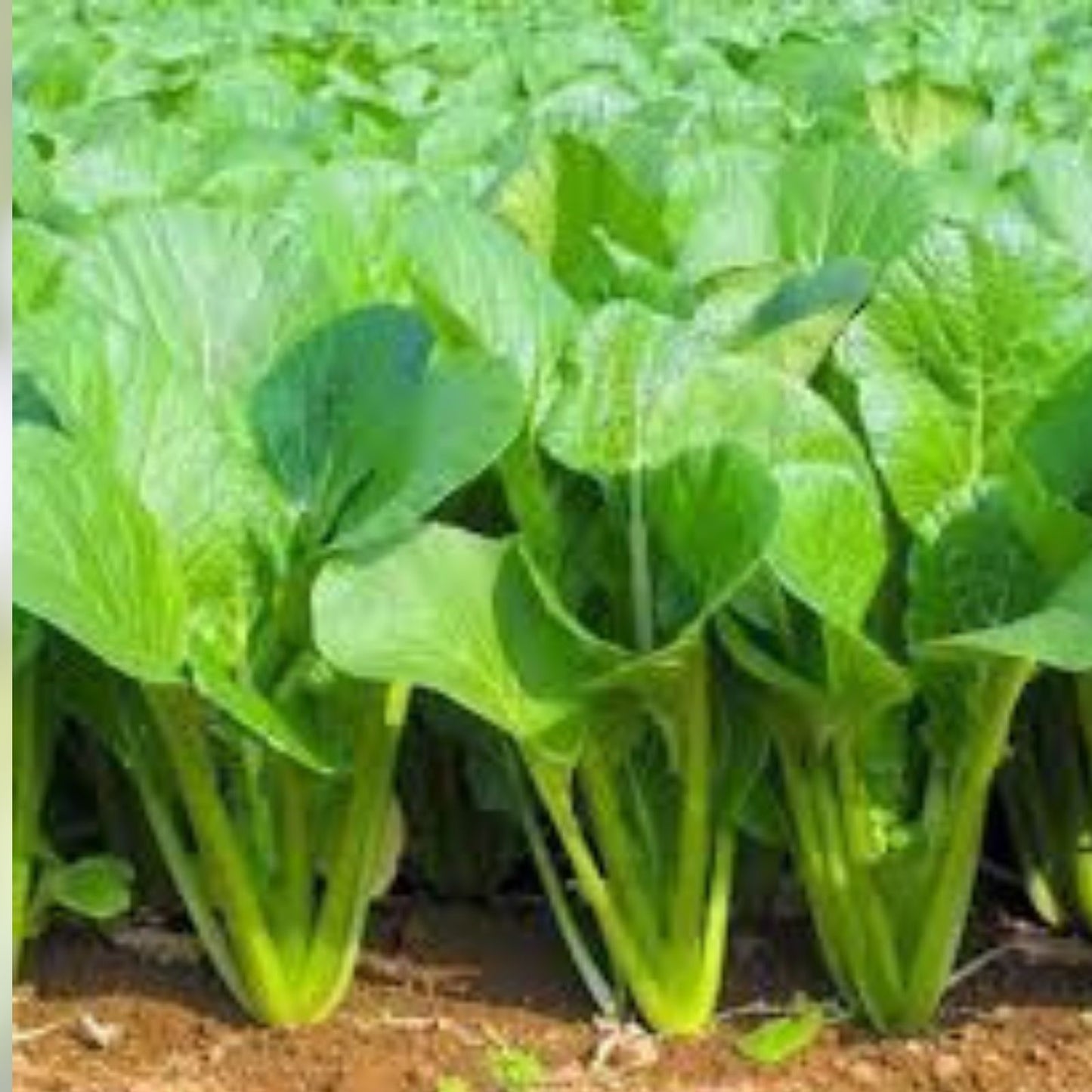 Yu Choy Sum Seeds 100+ | Jung Green Vegetable Seeds for Outdoor Planting | Brassica rapa subsp. chinensis