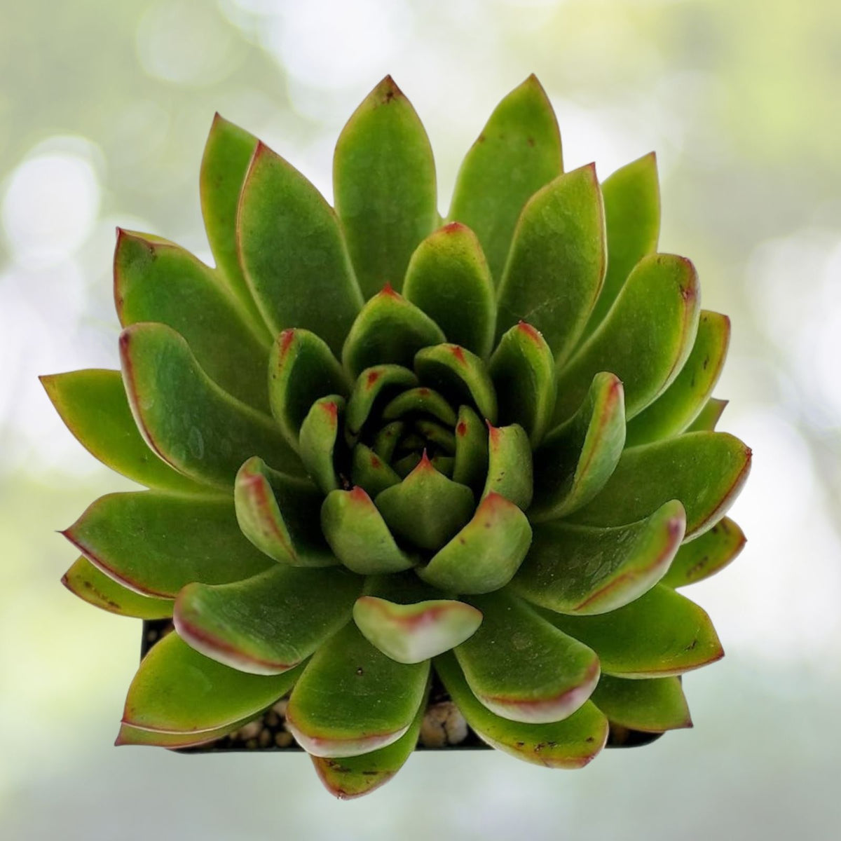 Echeveria Plant 2" & 4" Lipstick Echeveria Red Succulent Echeveria agavoides Compact Indoor & Outdoor Decor