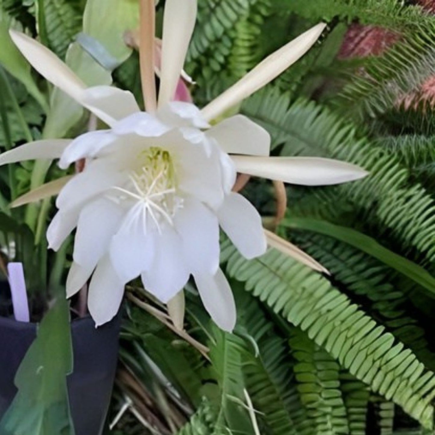 Epiphyllum Cuttings - Young Nun Orchid Cactus - Don's Cuttings - September 1 - Succulent Plant Propagation