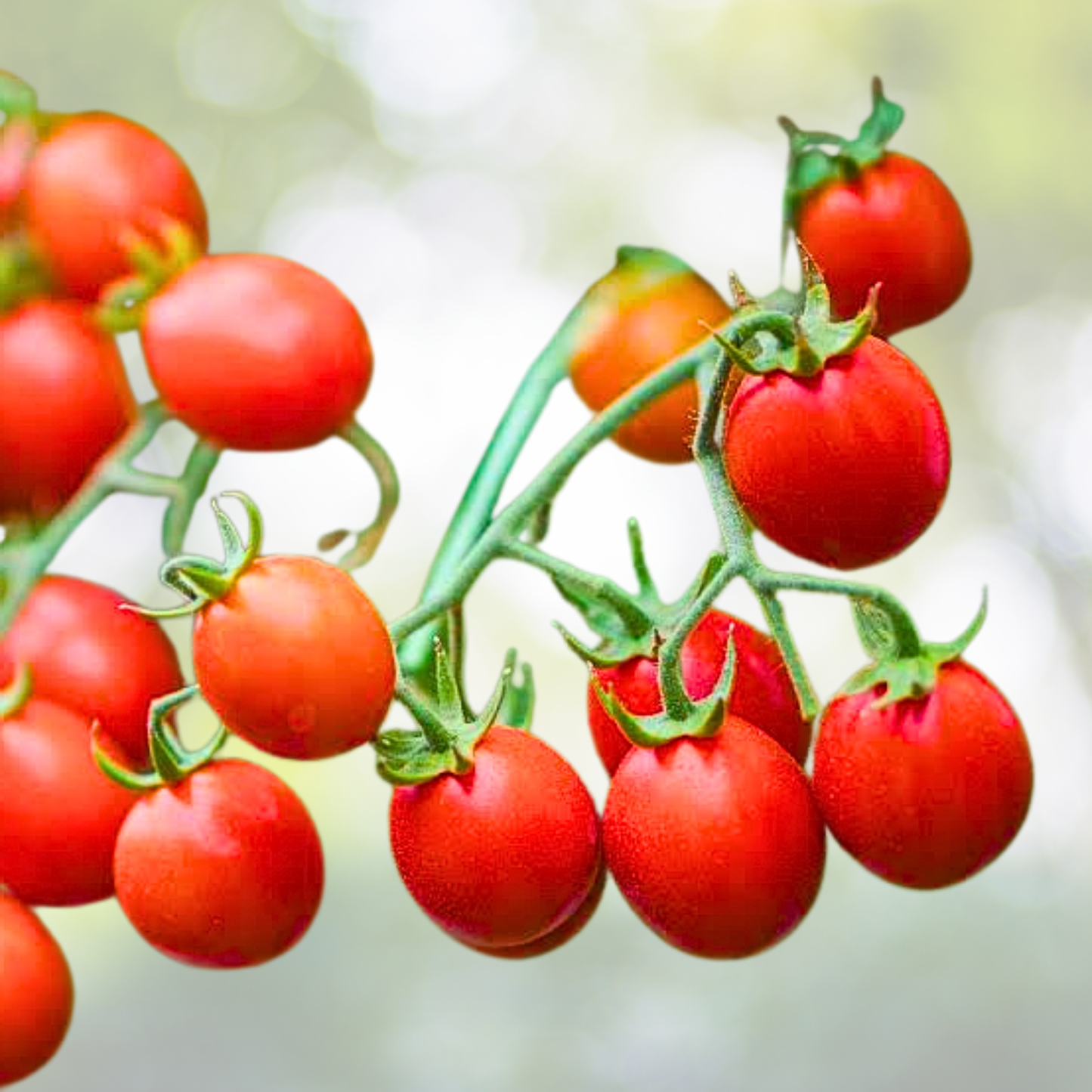 Sweetie Cherry Tomato Seeds - 50 Non-GMO Heirloom Seeds (Indeterminate) - Perfect for Home Gardens - Solanum lycopersicum