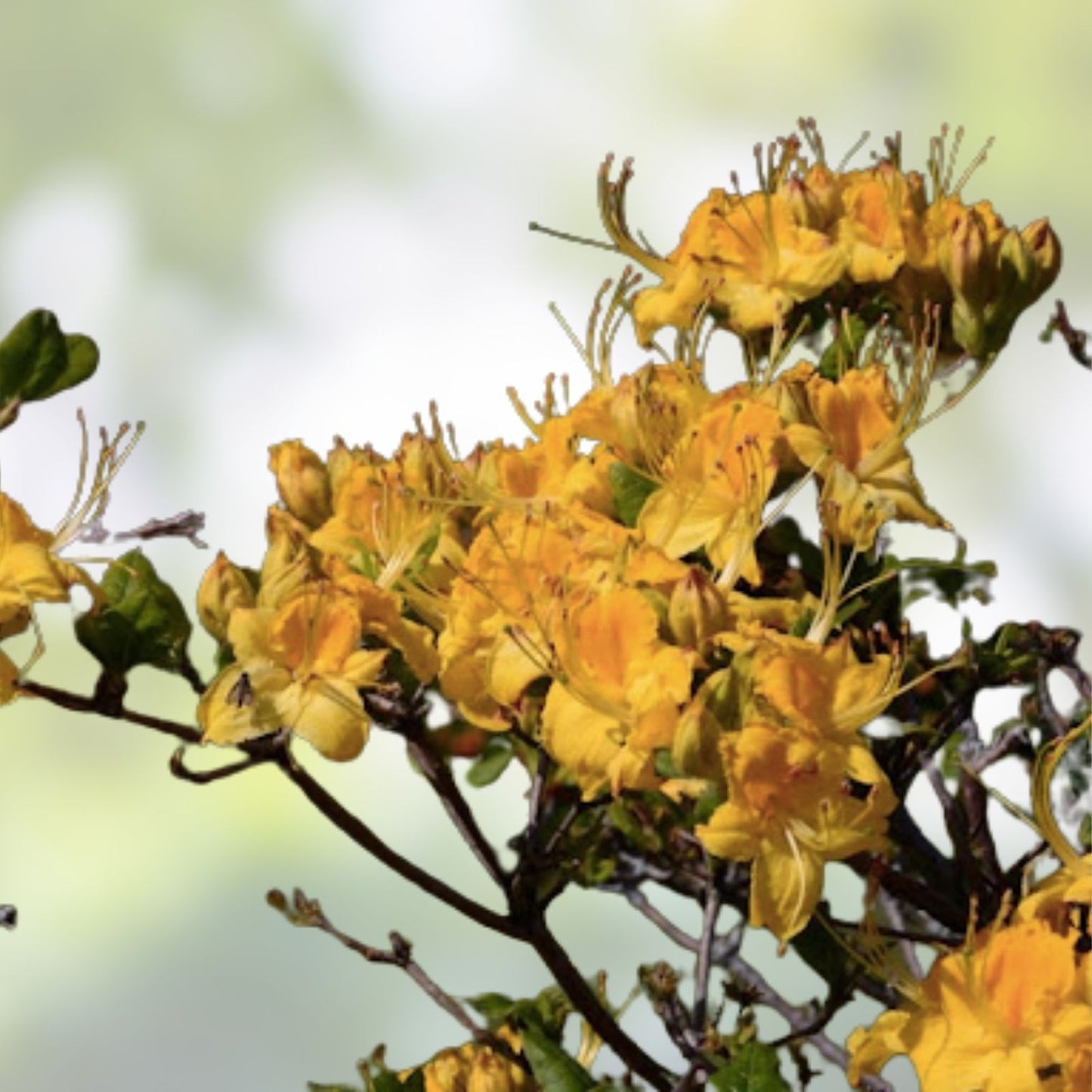 Aromi Azalea Starter Plant Appalachian Gold Rhododendron Deciduous Garden Shrub
