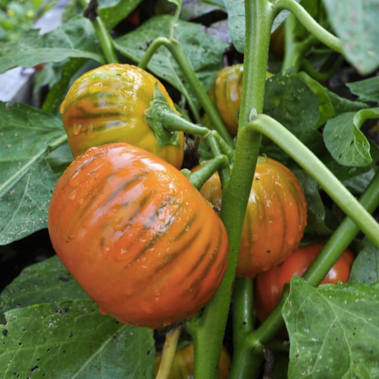 Turkish Orange Eggplant Seeds - 20 Organic Non-GMO Seeds - Solanum melongena - USA Grown, Free Shipping