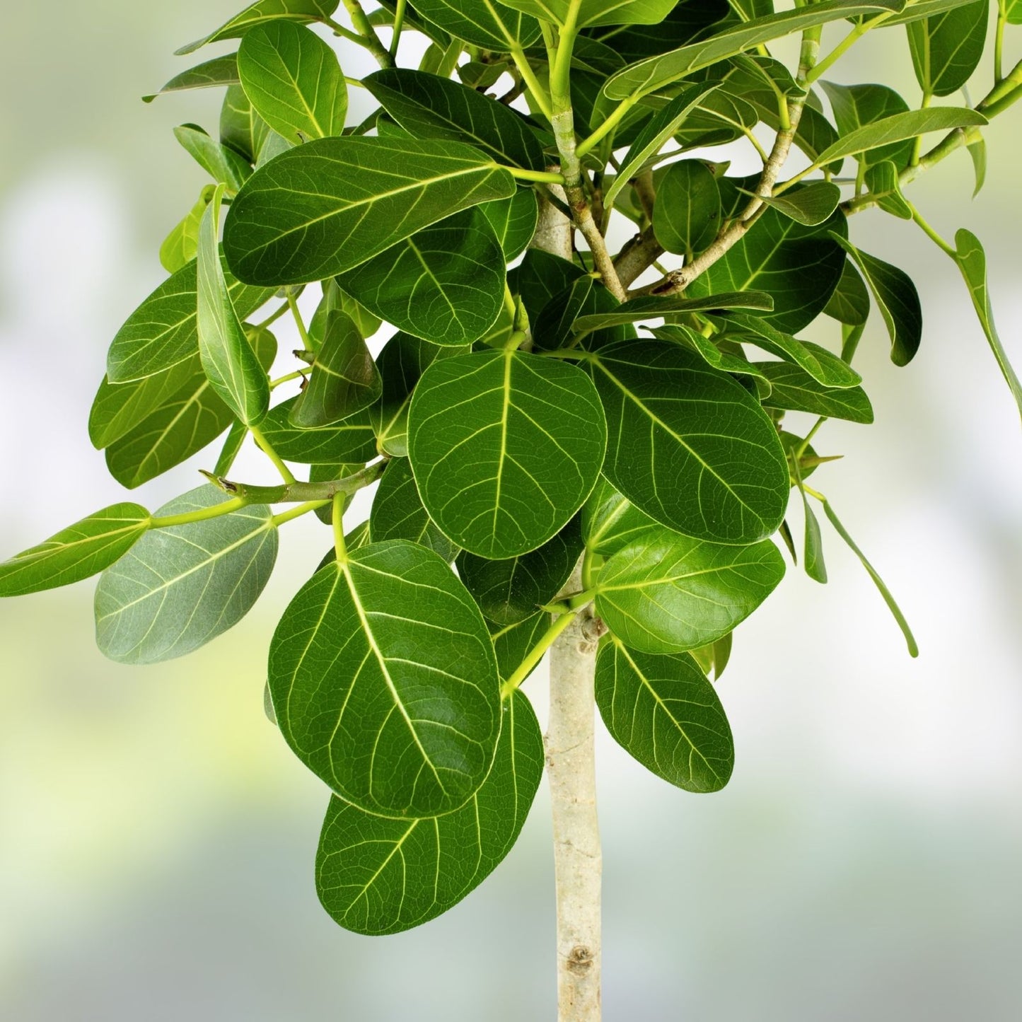 Ficus Cuttings | Banyan Tree Propagation | Ficus benghalensis | Fresh Ready to Root Planting Material