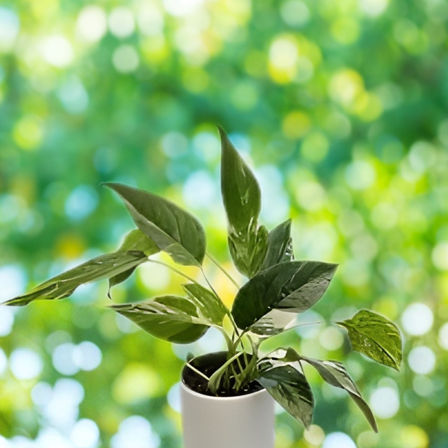 Albo Pothos Cutting - Fresh Marble Variegation - Epipremnum Pinnatum - Rare Houseplant - Indoor Plant Accessory