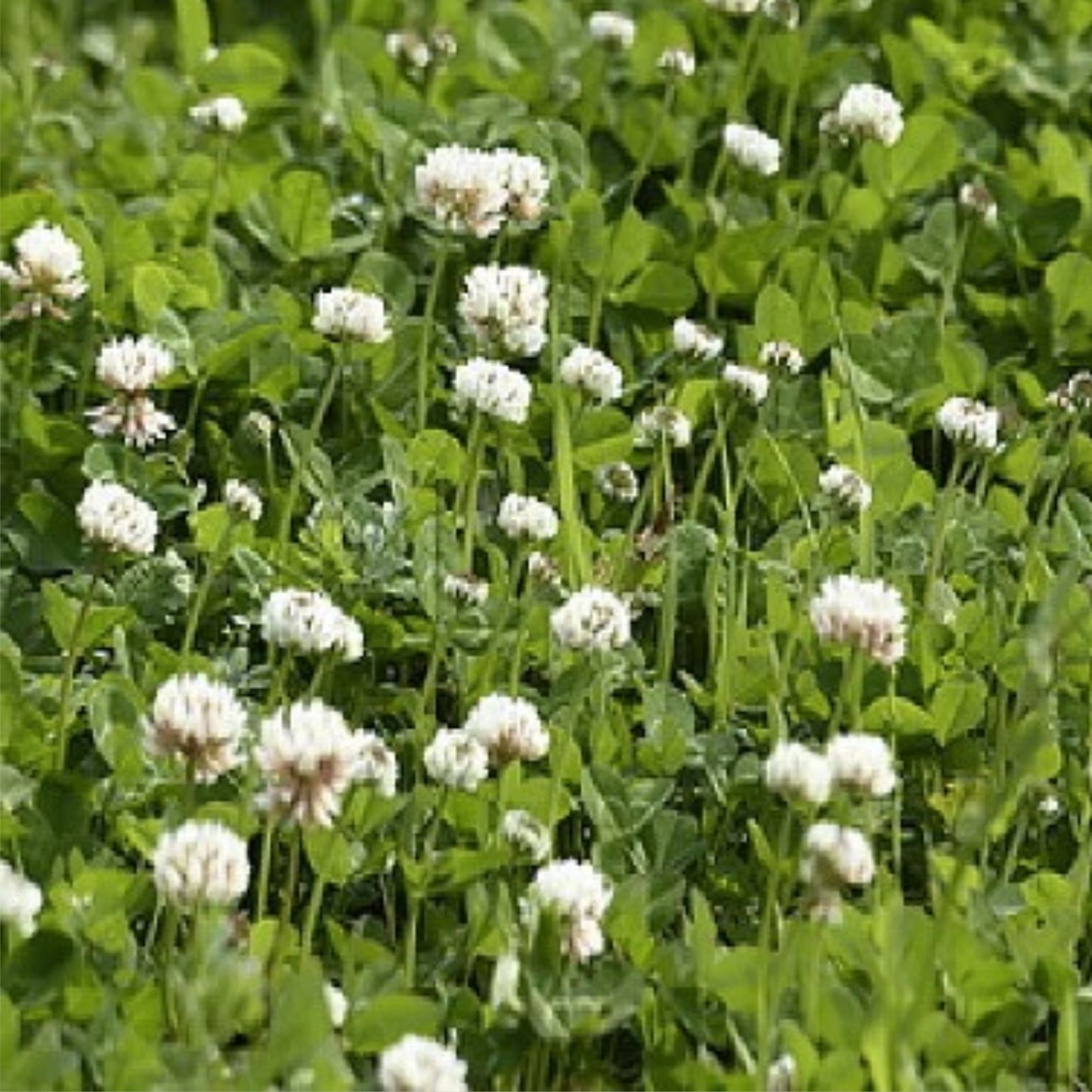 Dutch White Clover Seed 5 Lbs – Food Plot, Cover Crop, Pasture – Trifolium repens
