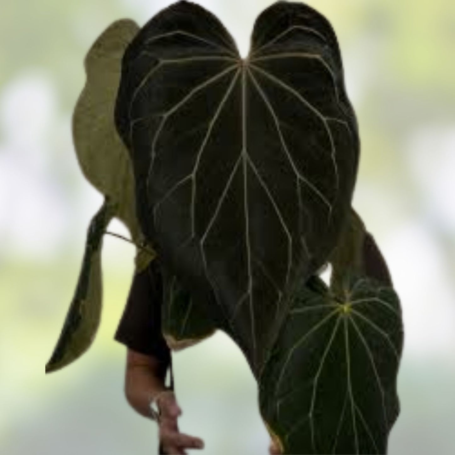 Anthurium Bottom Cutting - Dark Mama X AOS X Stripey Mag - Tropical Houseplant - Anthurium andraeanum