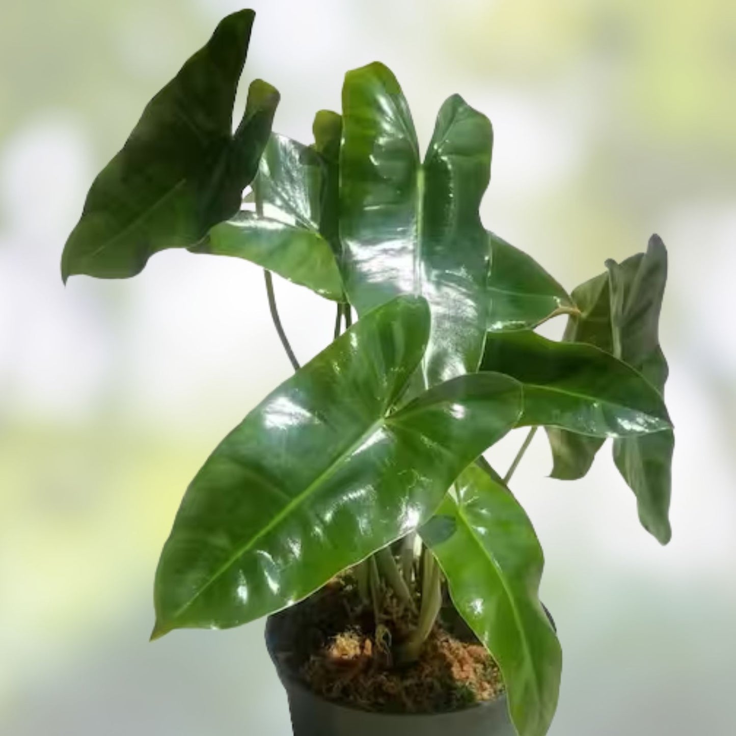 Philodendron 'Burle Marx' Live Plant Cutting 5-7 inches Tropical Indoor Houseplant Rare Variety