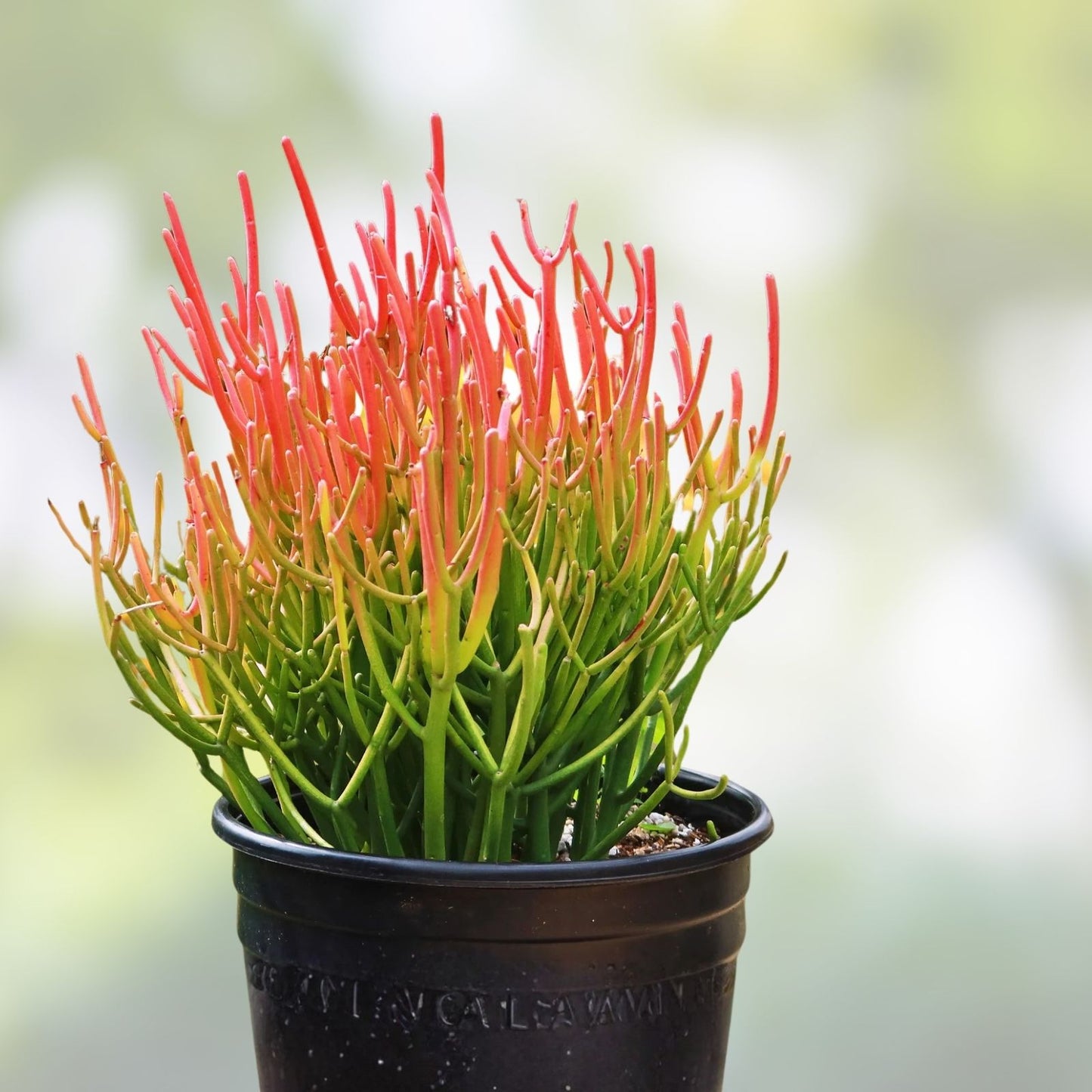 15 Firestick Pencil Thornless Succulent Cuttings, Euphorbia Tirucalli, Drought-Tolerant Indoor Plant, Easy Care, Live Succulent Clippings