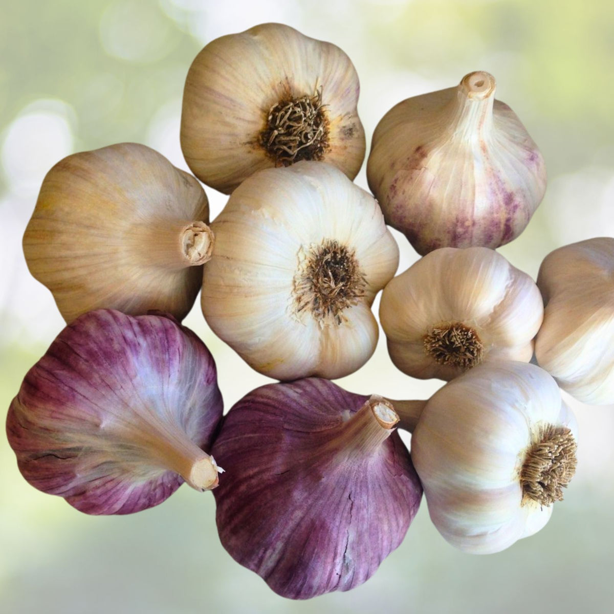 Organic Large Garlic Cloves Seeds for Planting Allium sativum 30+ Cloves, Hand Harvested, Sproutable, Antioxidant Rich