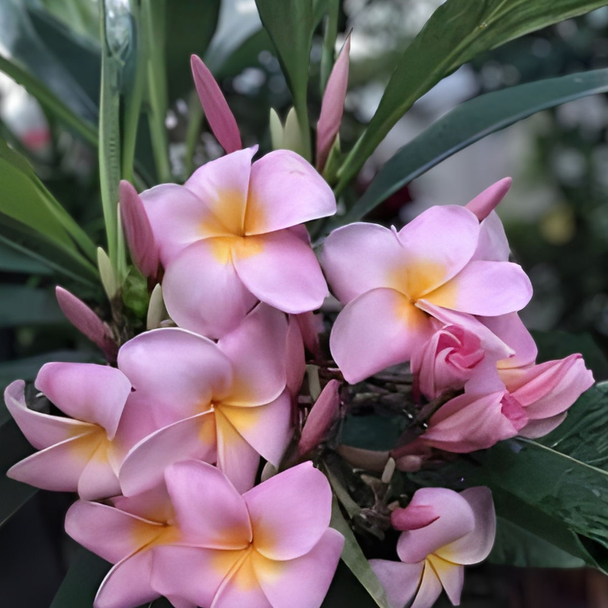 Fresh Plumeria Cutting - 10 Inch Double Head Pink - Plumeria rubra - Fragrant Tropical Flower Plant