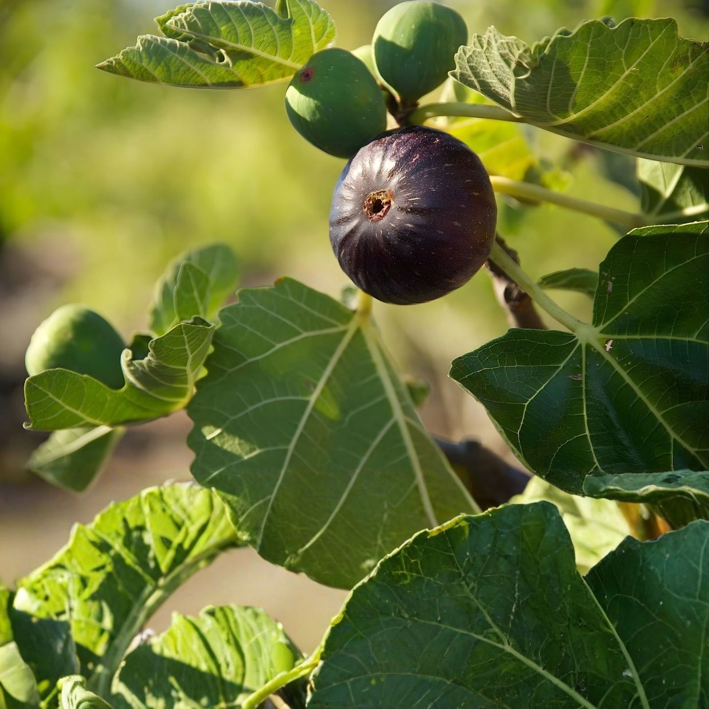 Longue D'Aout Fig Tree Cuttings Set, 5 Pcs, Large Fruits, Ficus carica, Edible Fig Plant Propagation