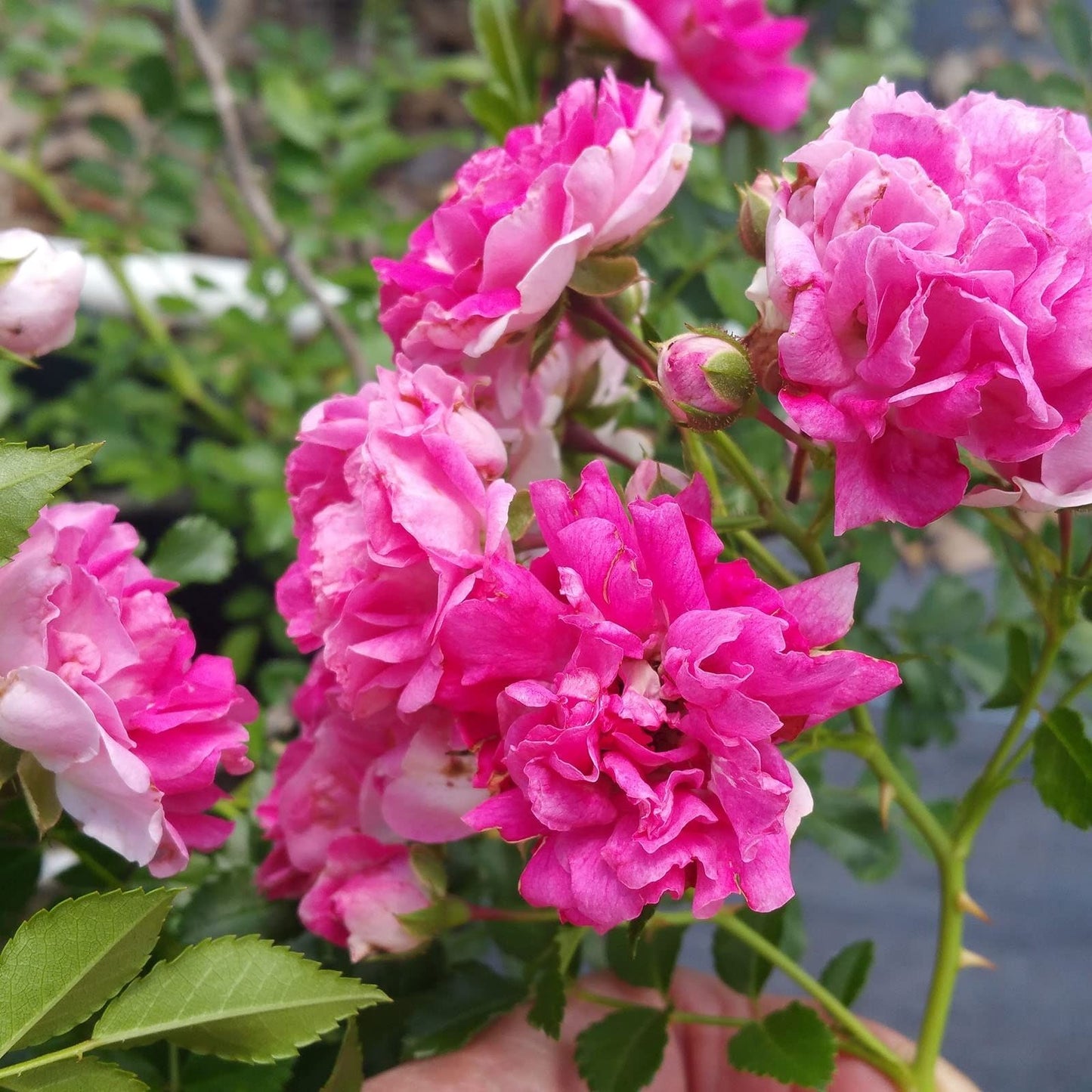 Seven Sisters Rose Cuttings 6 Pack, 10 Inch Rosa Multiflora Climbing Rose for Gardens and Landscapes