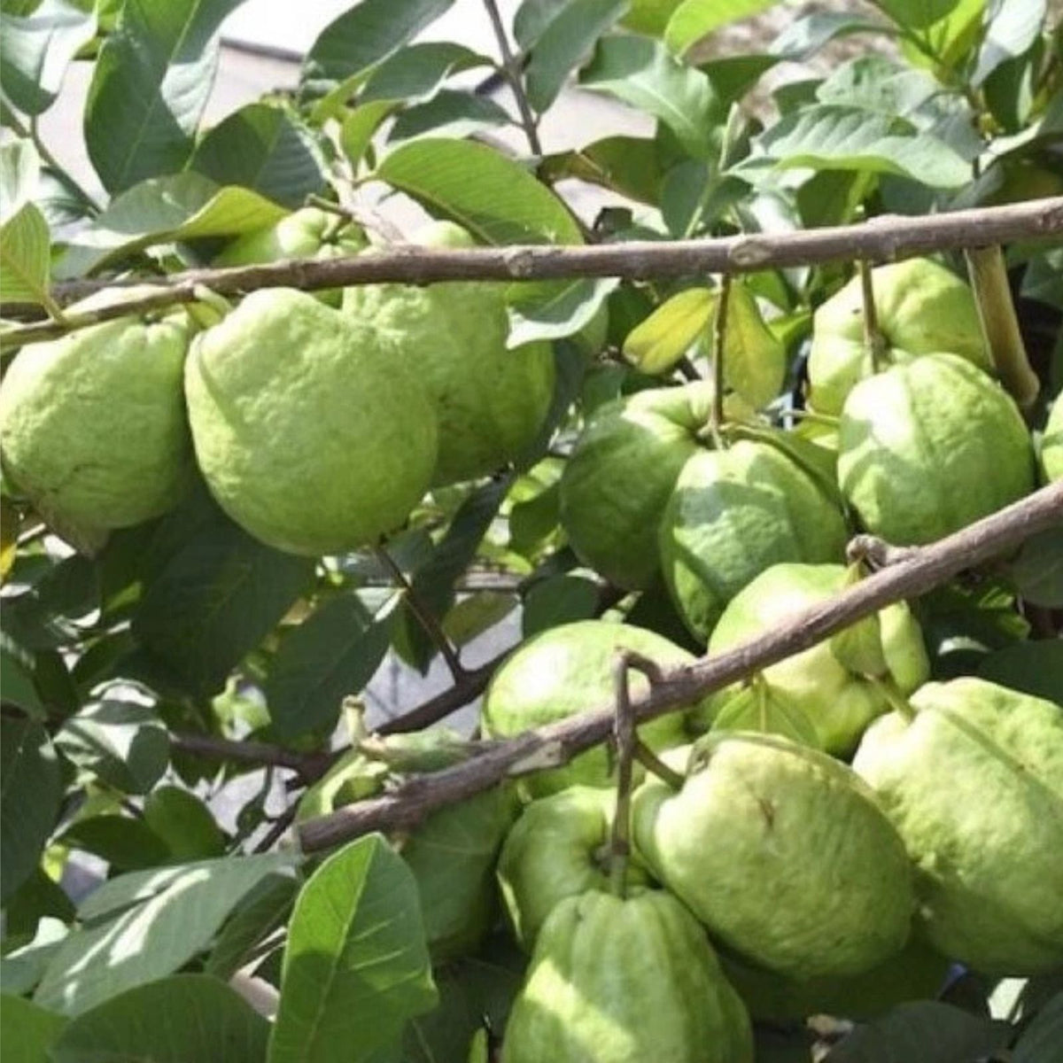White Guava Live Starter Tree 6 10in Tall 4in Pot Delicious Fruit Psidium guajava
