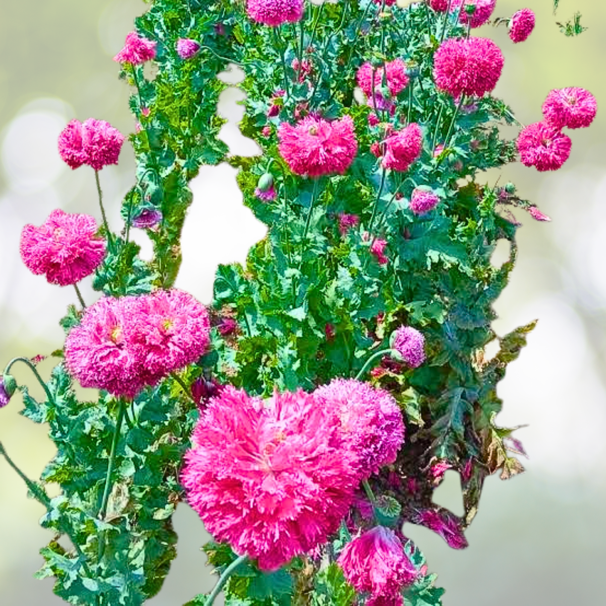 Organic Poppy Seeds - 500 Fine Petal Pink Breadseed Pods - Papaver somniferum - USA Grown