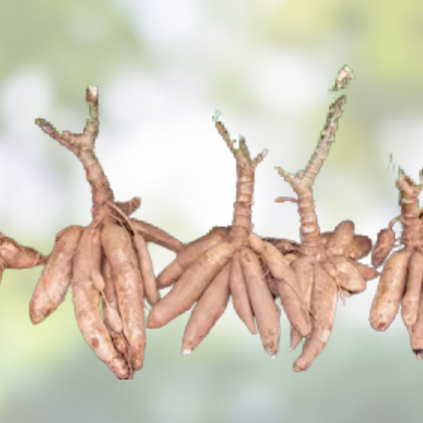 Cassava Cuttings 8" Red Yuca Manihot - Ready to Plant 3-BlG Cutting for Root Crop Cultivation