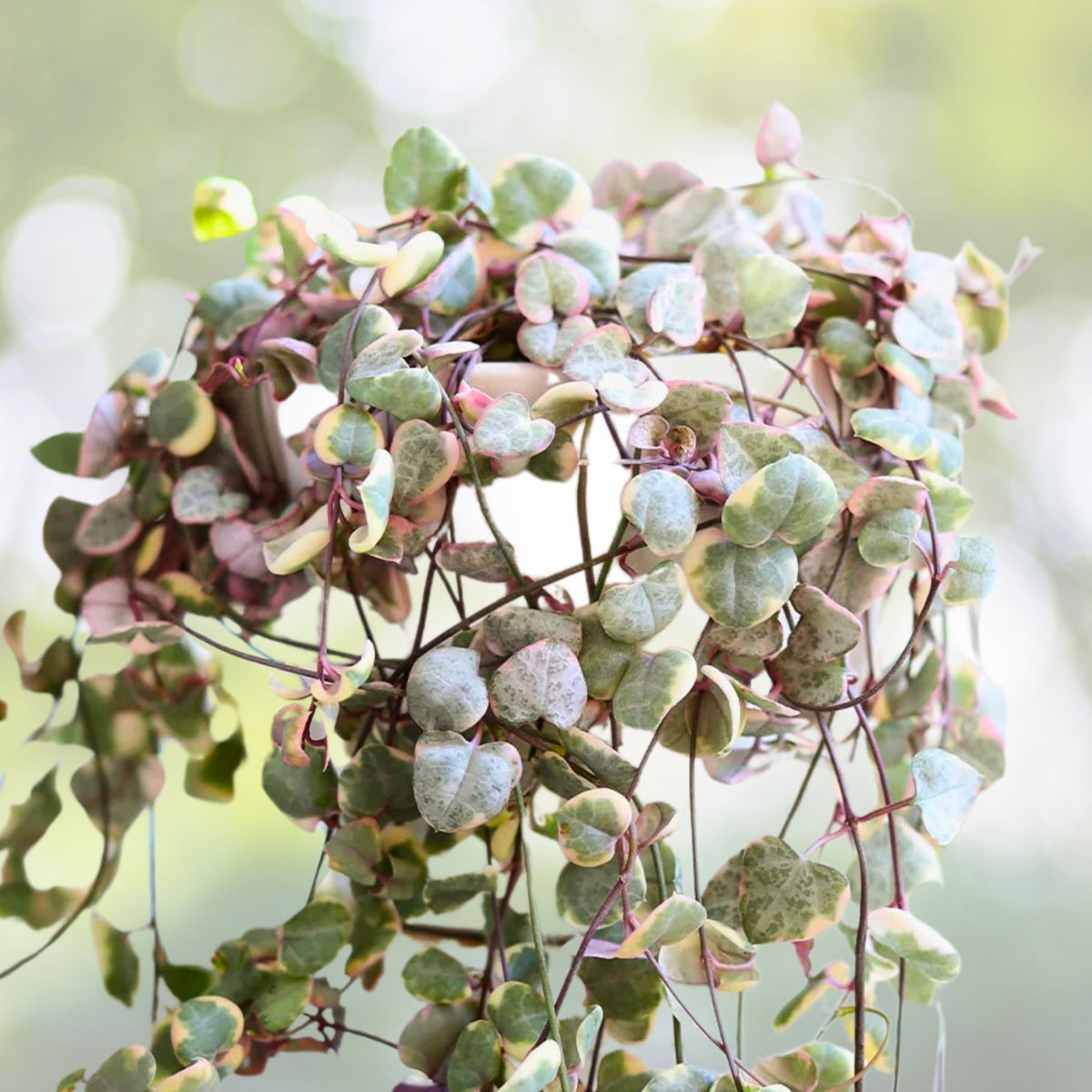 String of Hearts Plant 4" & 6" Ceropegia woodii Trailing Succulent Indoor Hanging Plant Decor