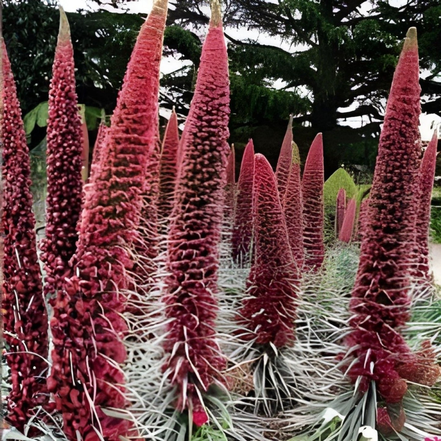 50 Tower of Jewels Red Bugloss Seeds | Tropical, Deer Resistant Echium Wildpretii Plant Seeds