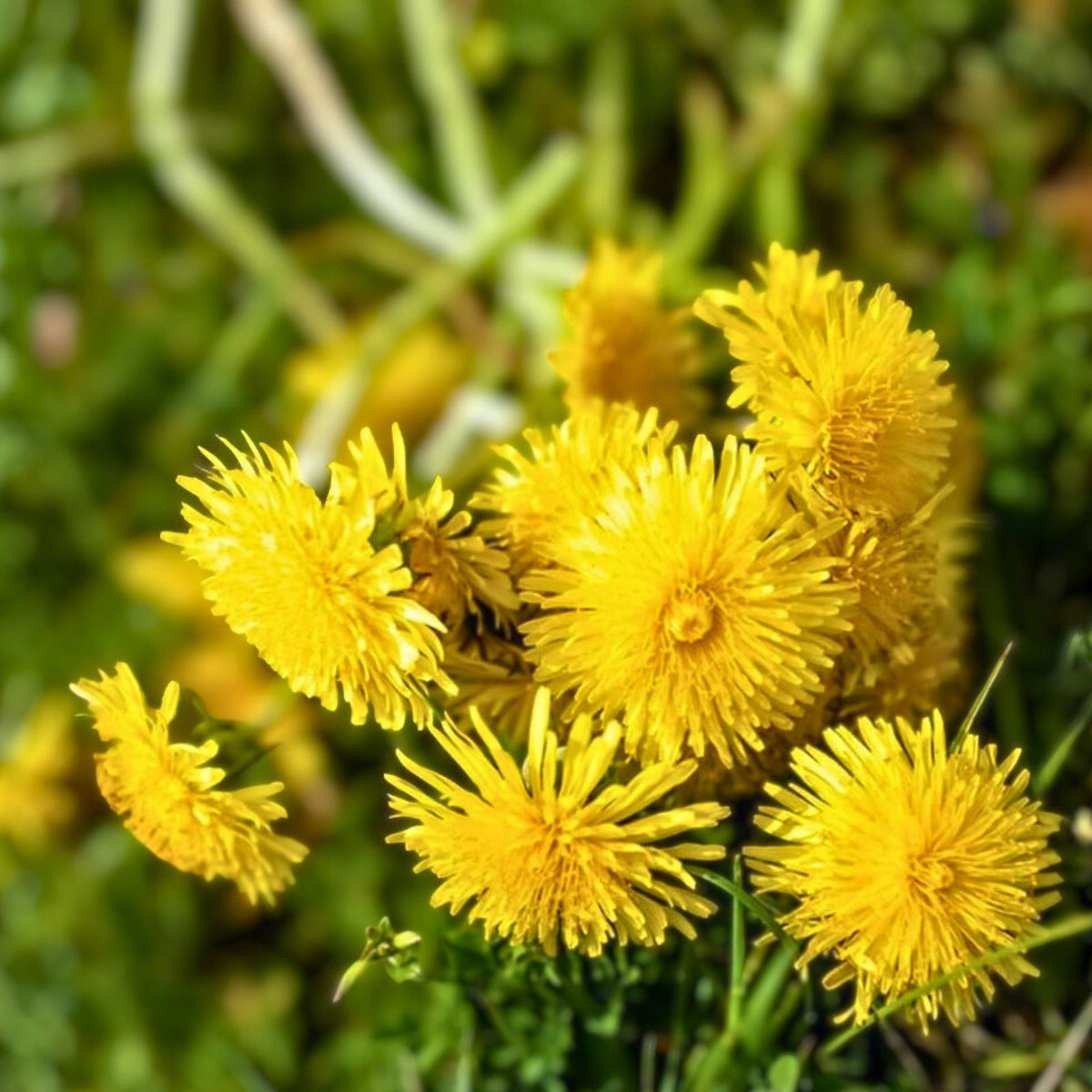 Organic Non-GMO Dandelion Flower Seeds - Edible Heirloom Wild Taraxacum officinale