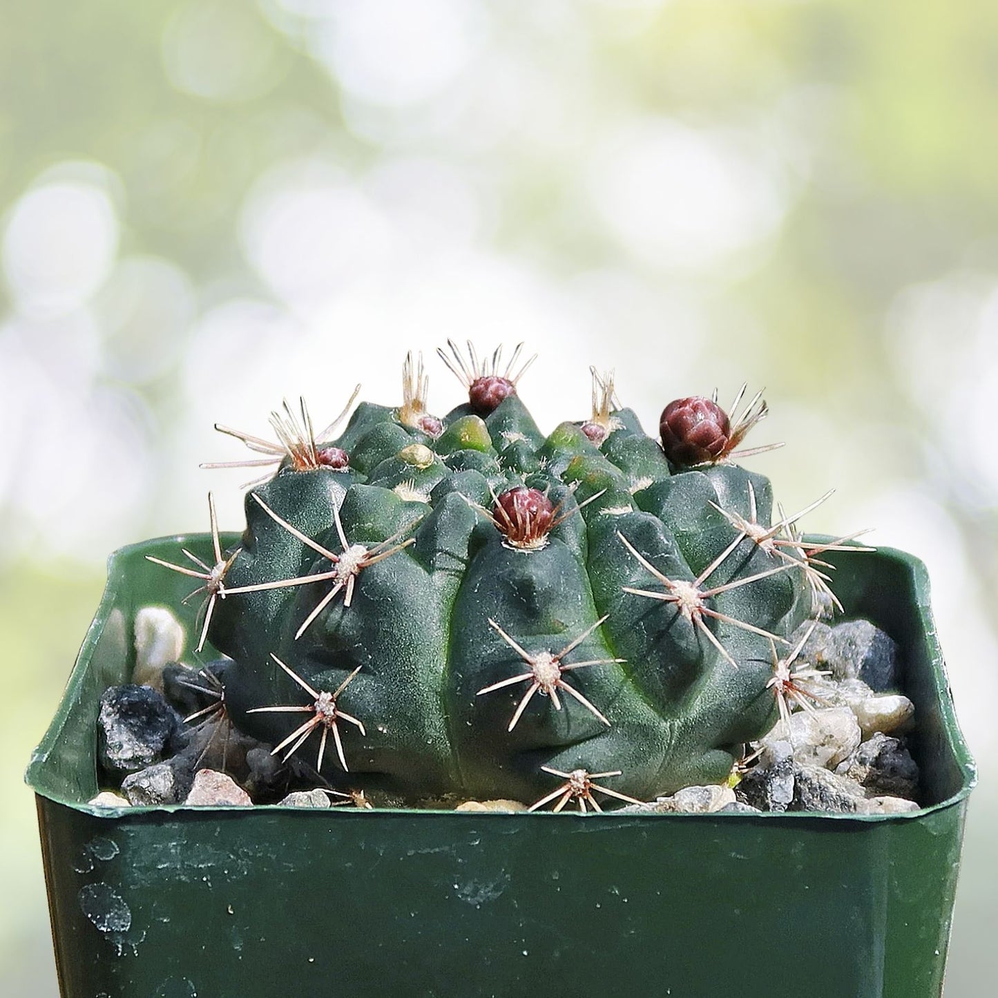 Cactus Seeds - 50+ Gymnocalycium reductum, Reductum Variety, Easy to Grow, Free Shipping
