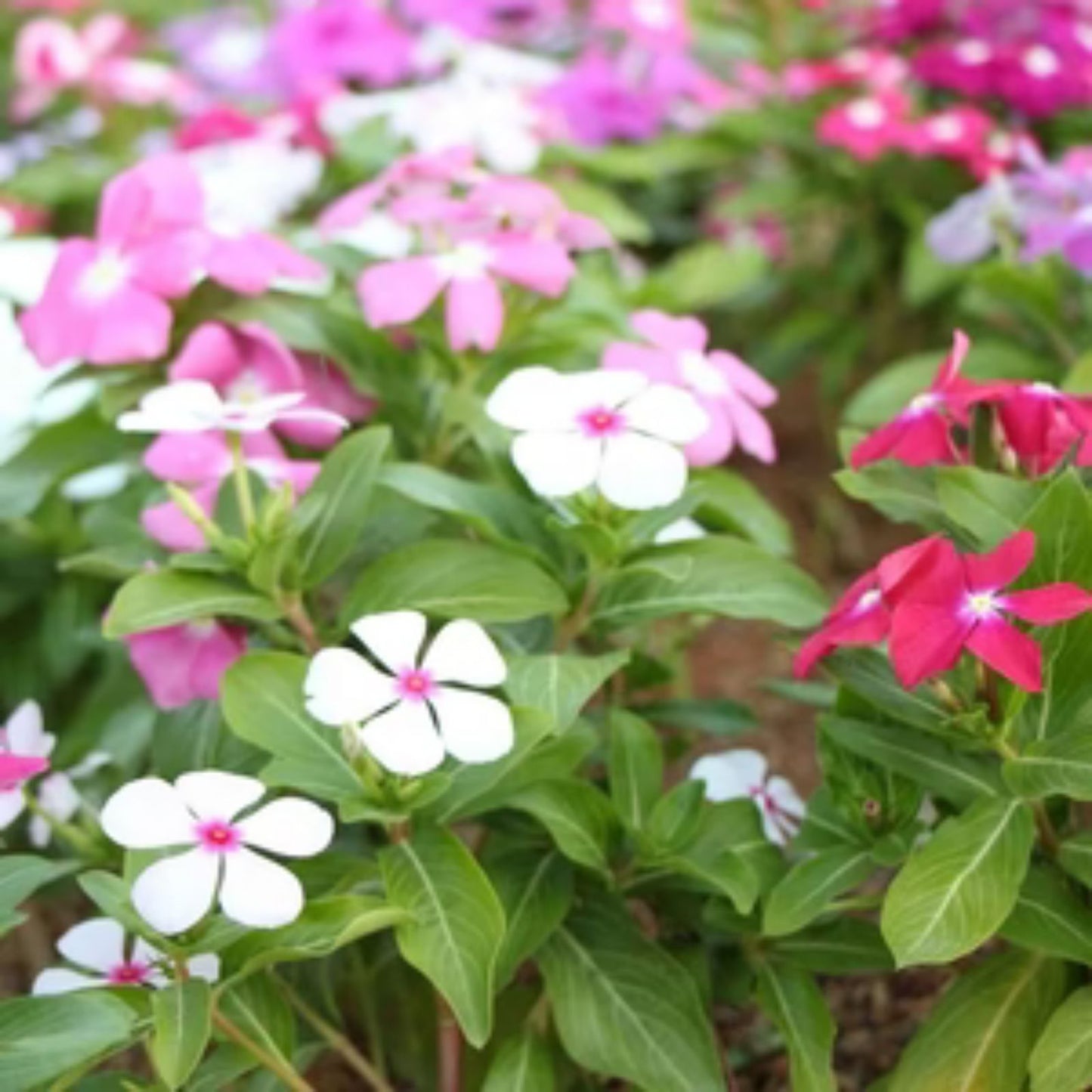 Vinca Seeds 100 Count F1 Mix Colorful Annual Flower Seeds Catharanthus roseus Garden Planting