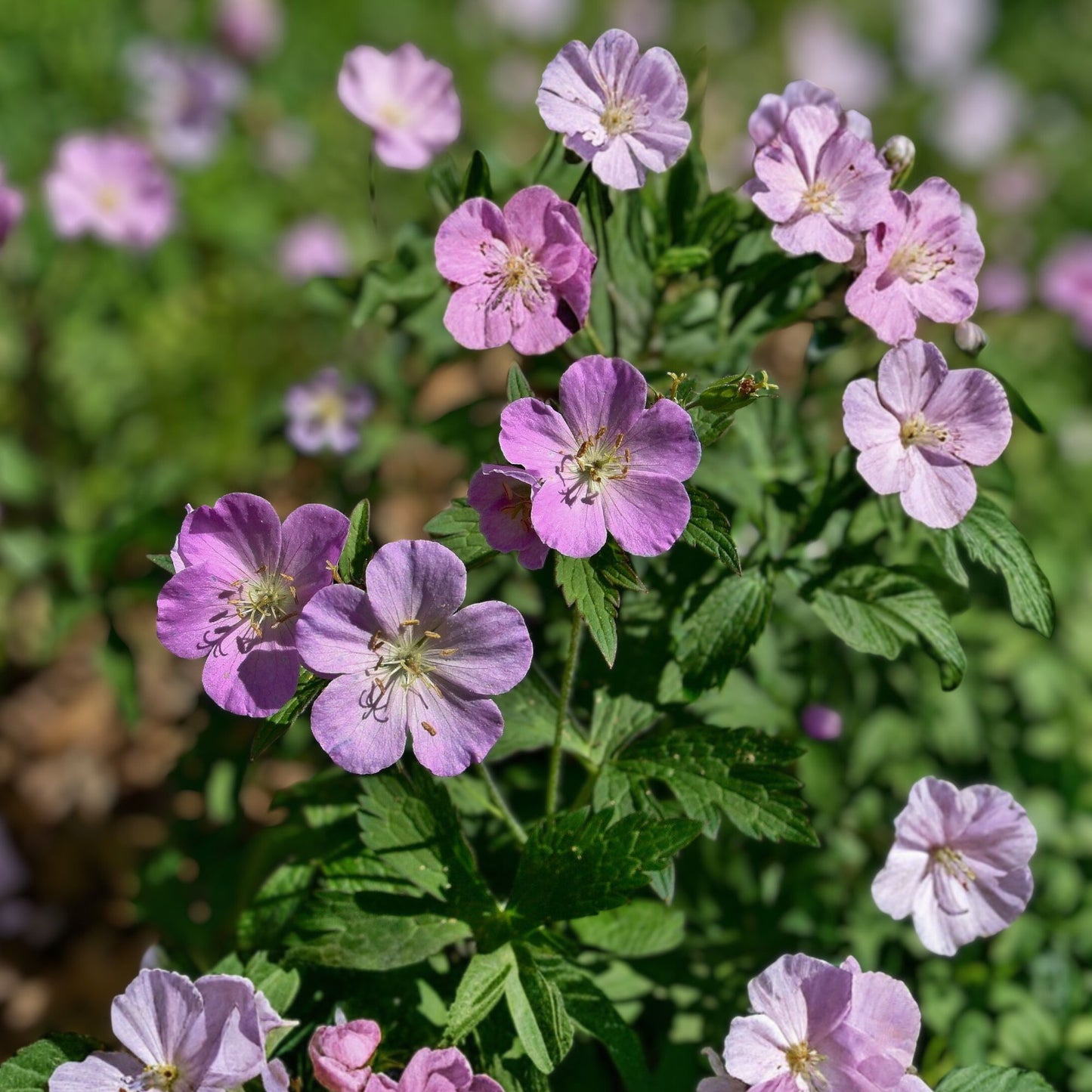 5-Pack Bare Root Wild Geraniums, Organic Maculatum, Wildflower Transplant, Geranium maculatum