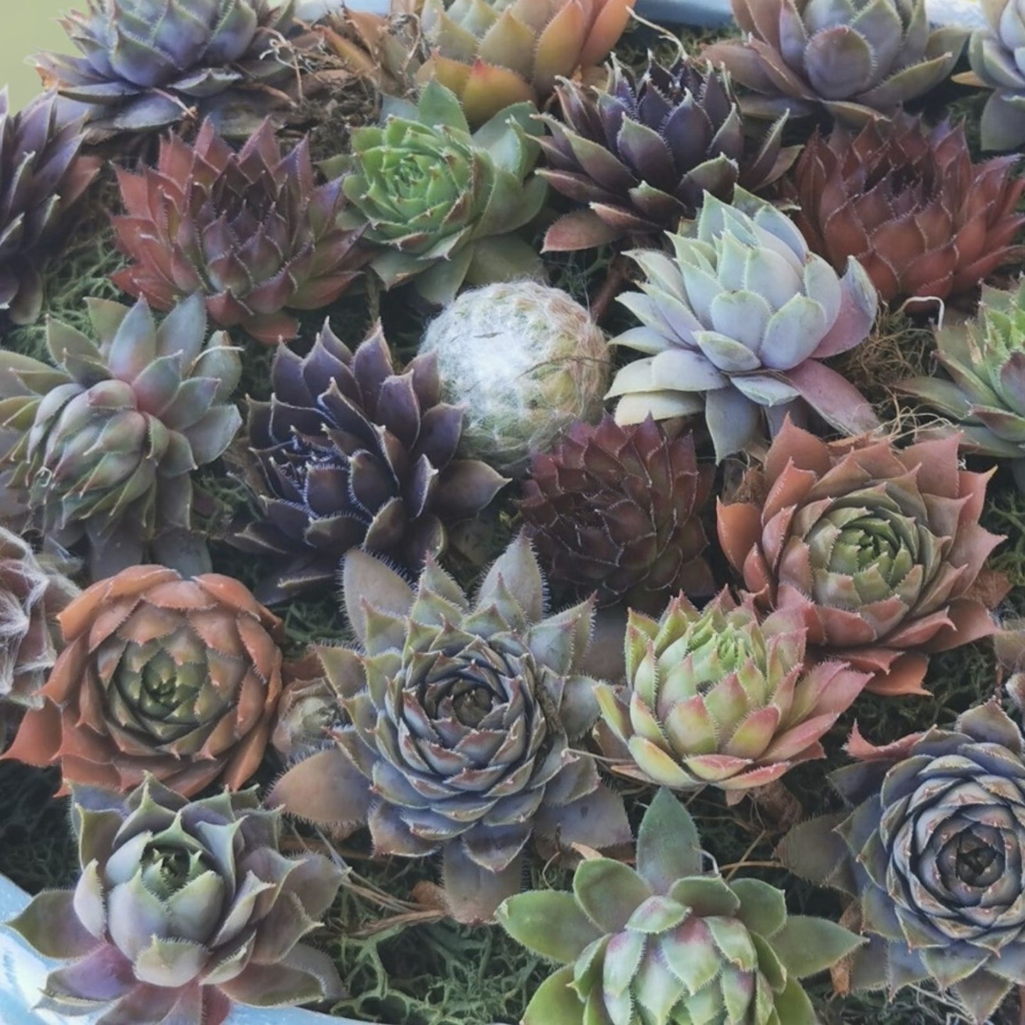 Baby Sempervivum Plants - 10 Varieties of Hens & Chicks Succulents - Live Plant Collection (Sempervivum)