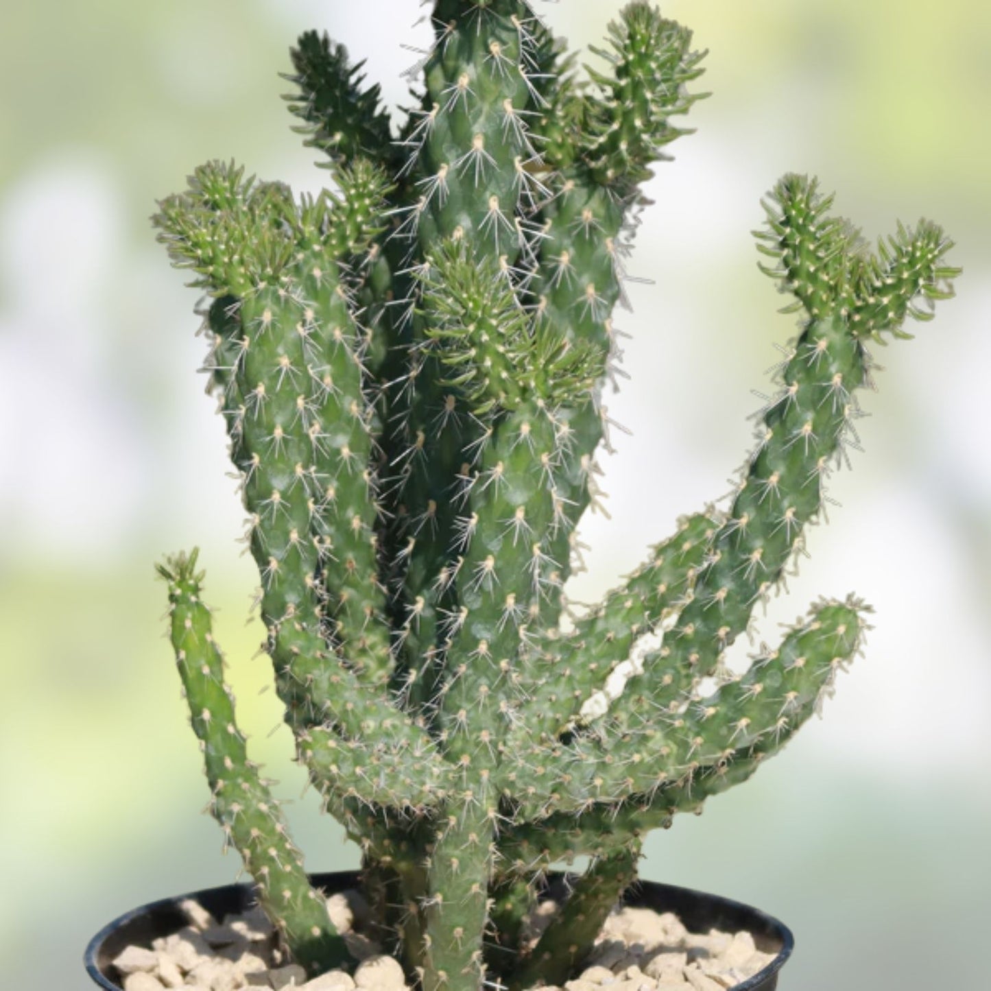Cylindropuntia Davisii Thistle Cholla Cactus Plant Cutting Lot (4) – Live Rooted Succulents for Landscaping & Home Decor