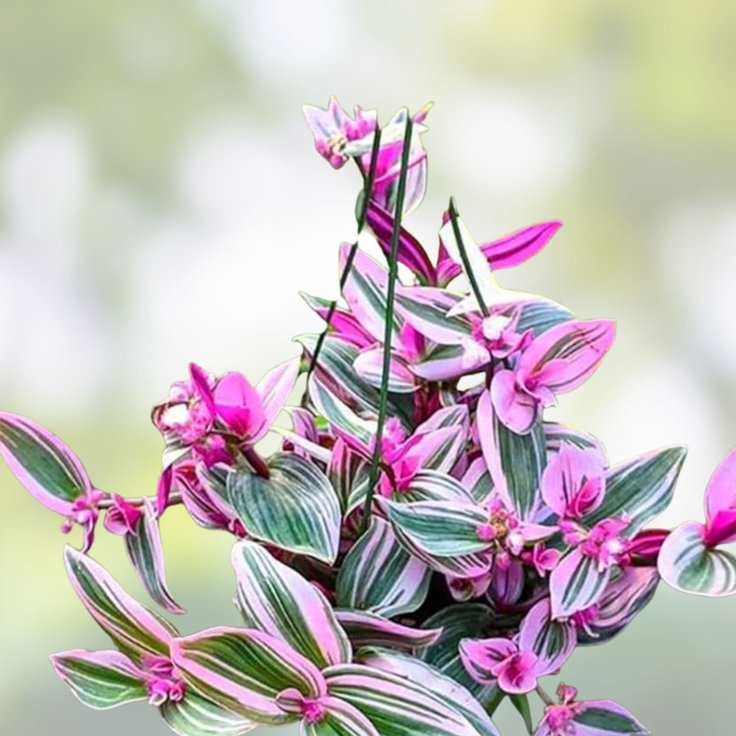 Tradescantia Nanouk Plant 2" Pot - Rooted Pink Wandering Jew - Healthy Premium Indoor Houseplant